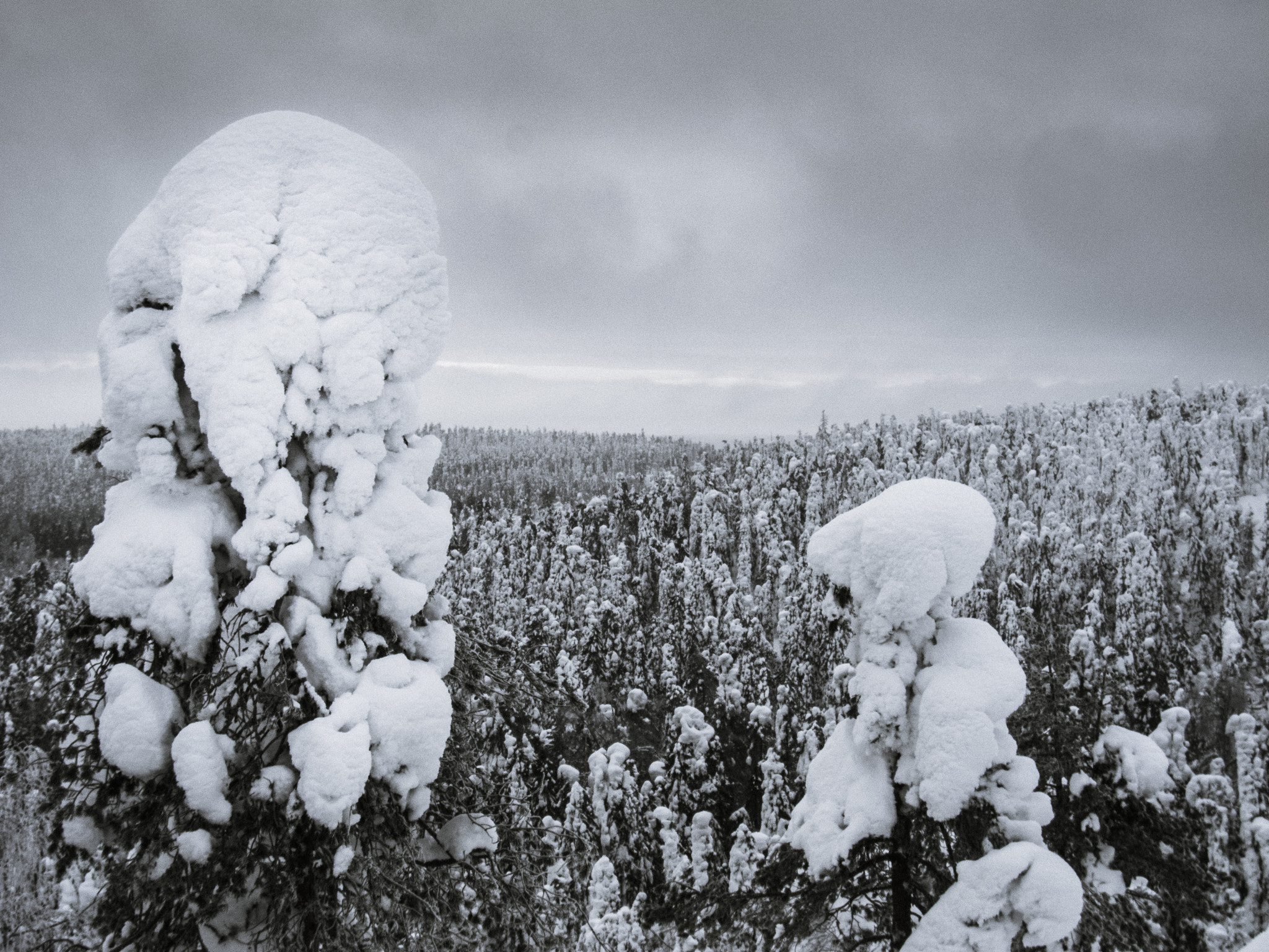 Canon PowerShot S95 sample photo. 059/365: snowy trees photography
