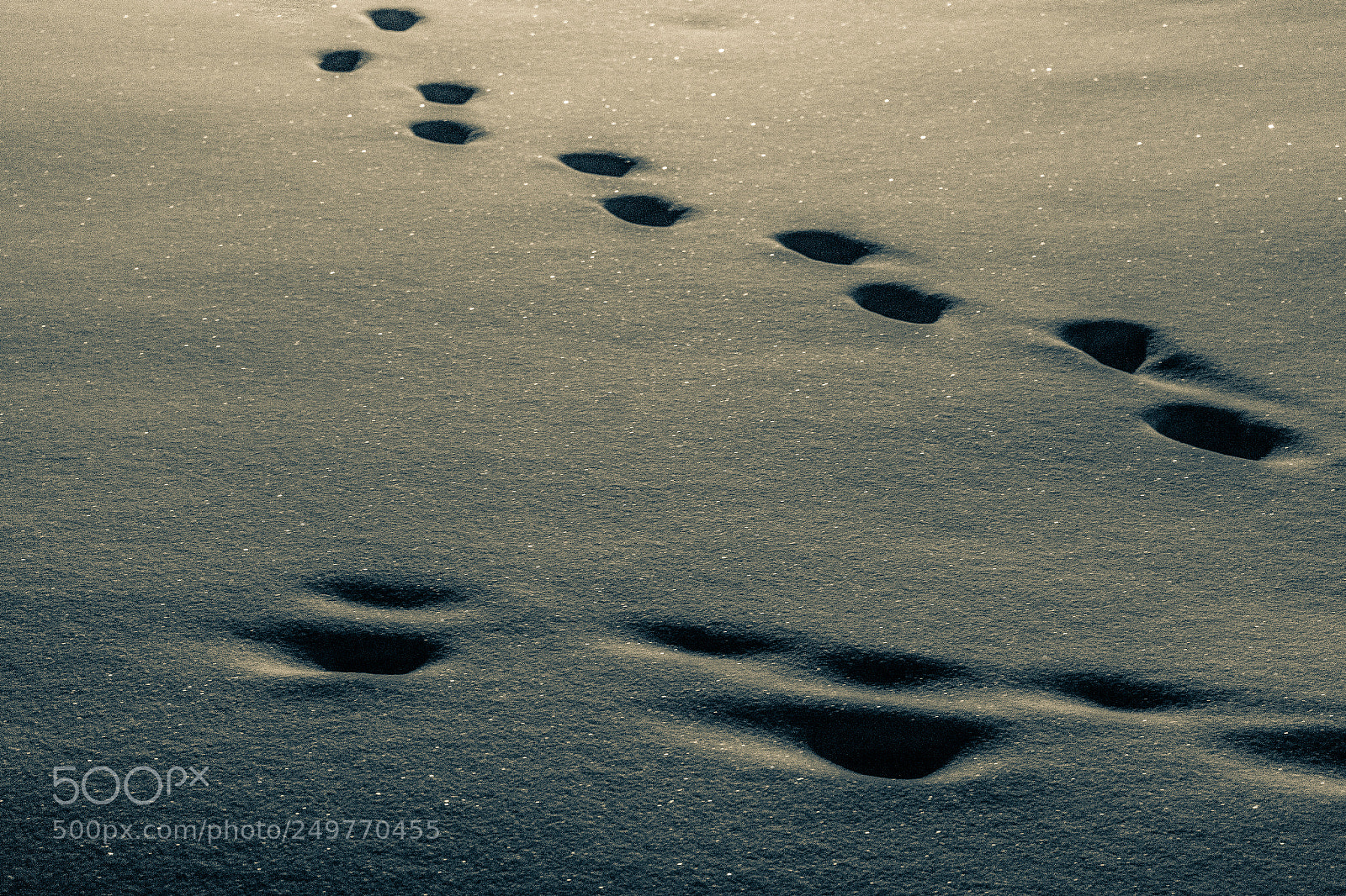 Sony a7 II sample photo. 060/365: tracks in the snow photography