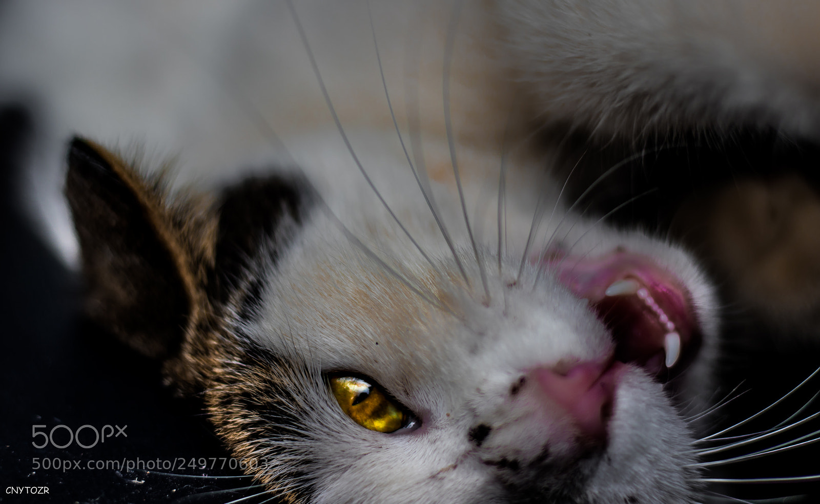 Canon EOS 800D (EOS Rebel T7i / EOS Kiss X9i) sample photo. Cat photography