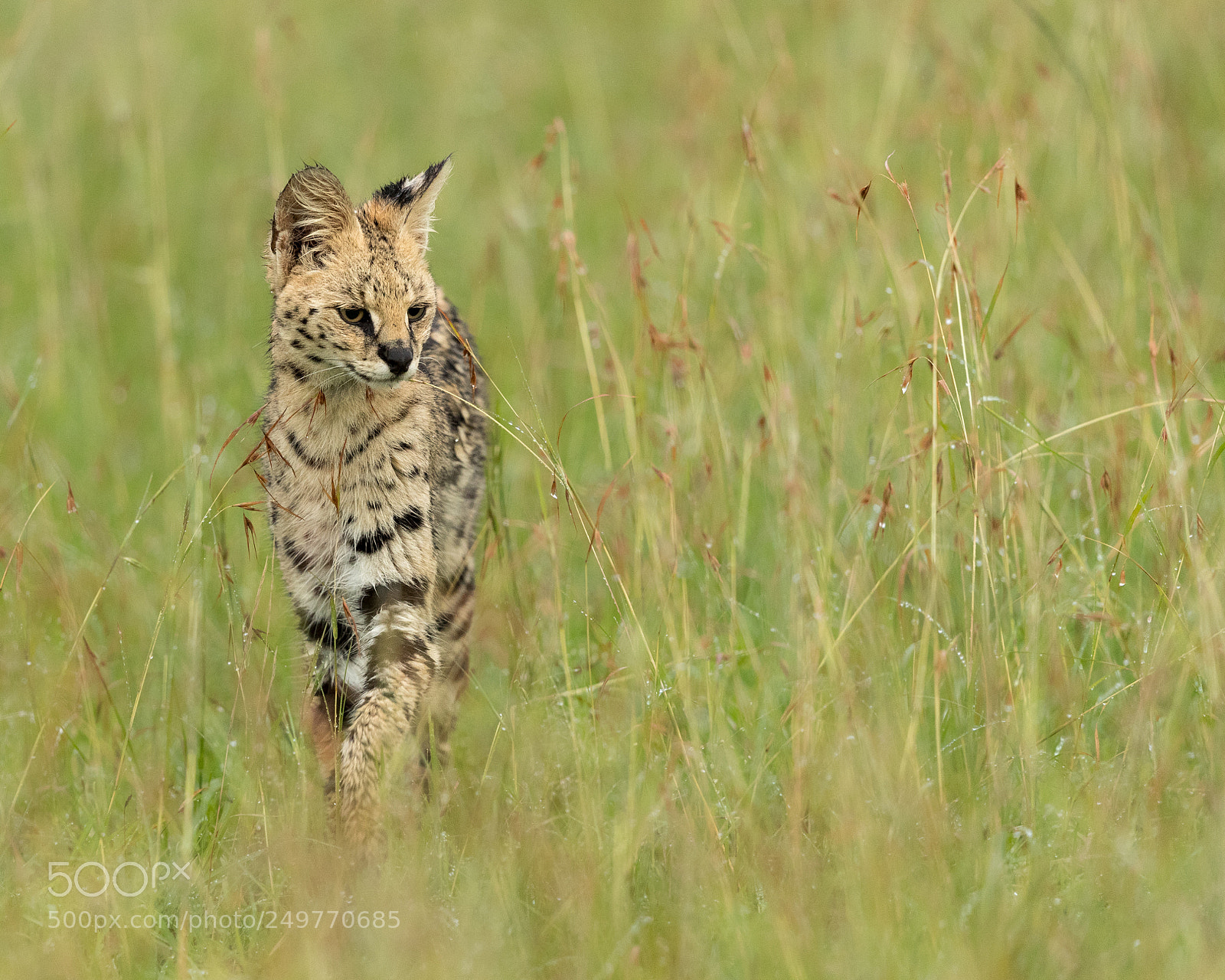 Canon EOS-1D X Mark II sample photo. Serval photography