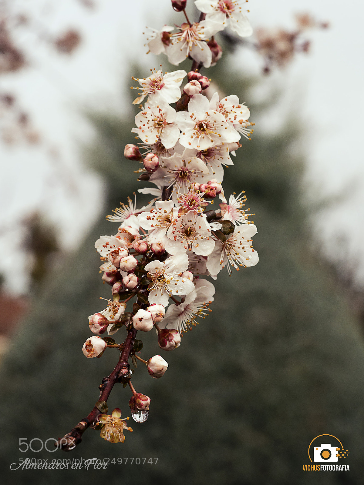 Olympus OM-D E-M1 Mark II sample photo. Ciruelos en flor photography