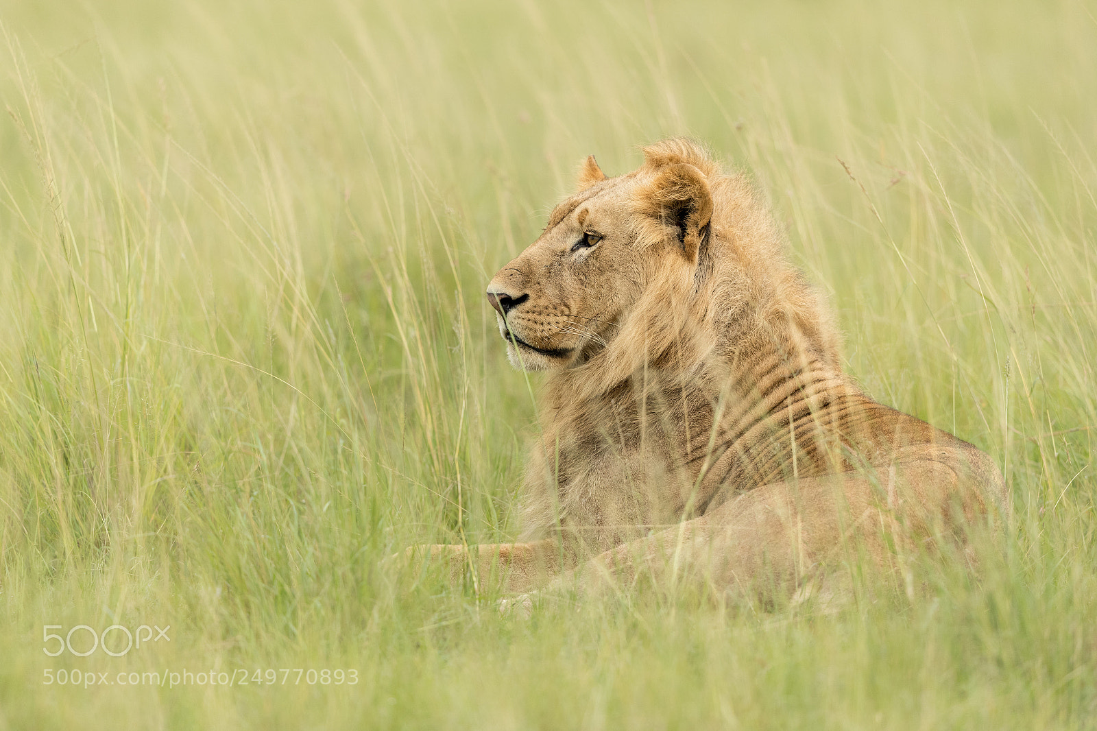 Canon EOS-1D X Mark II sample photo. Young lion photography