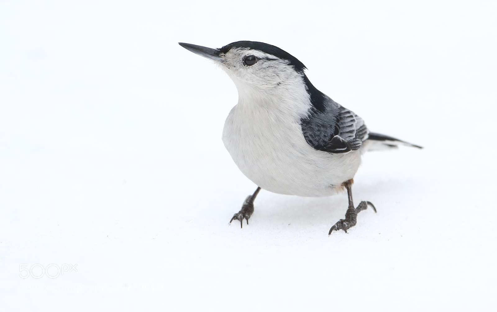 Canon EOS 7D Mark II sample photo. Snowy nuthatch photography