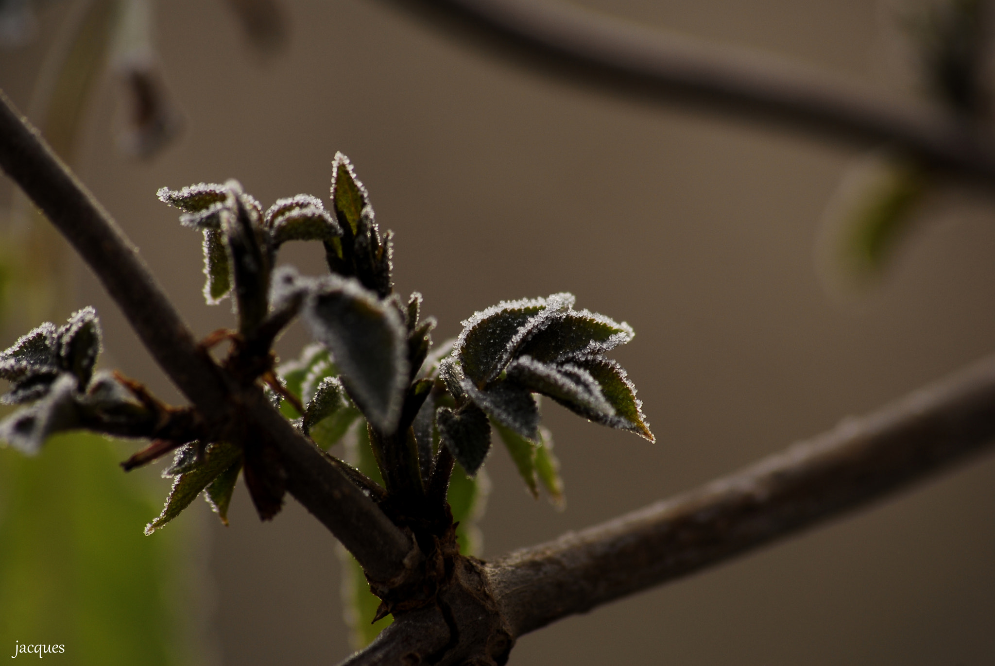 Nikon D200 + Sigma 70-300mm F4-5.6 APO DG Macro sample photo. Frozen photography