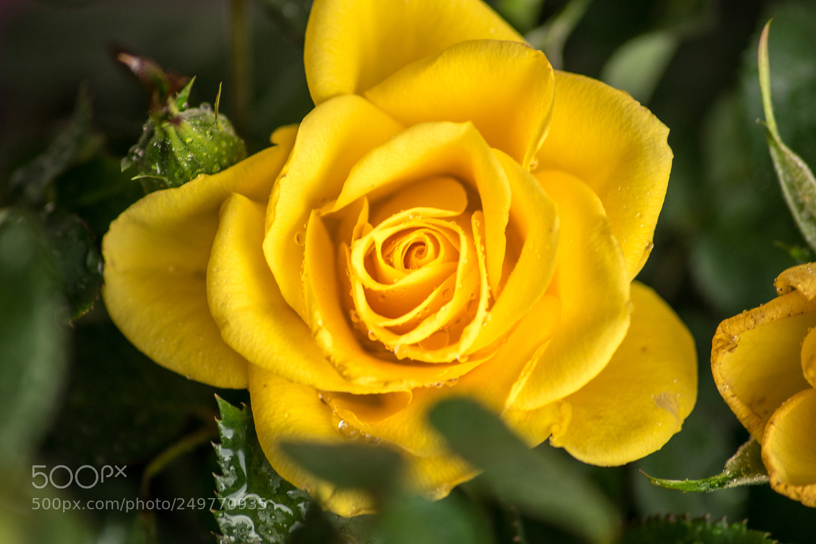 Nikon D3300 sample photo. Bellezza raffinata photography