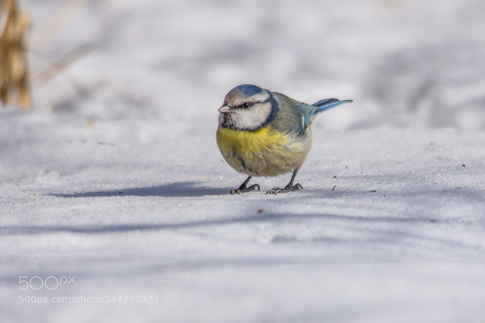 Nikon D7200 sample photo. Blue tit on ice. photography