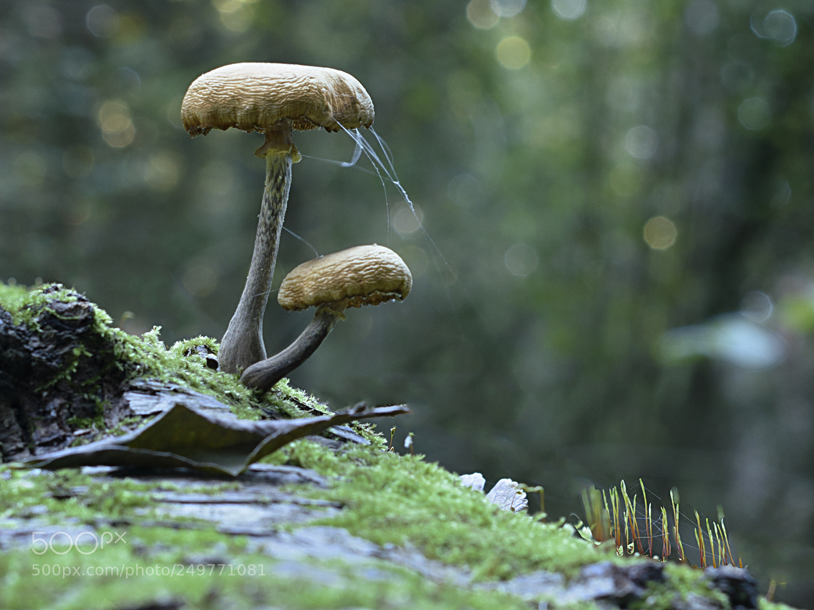 Nikon D810 sample photo. Mushrooms photography