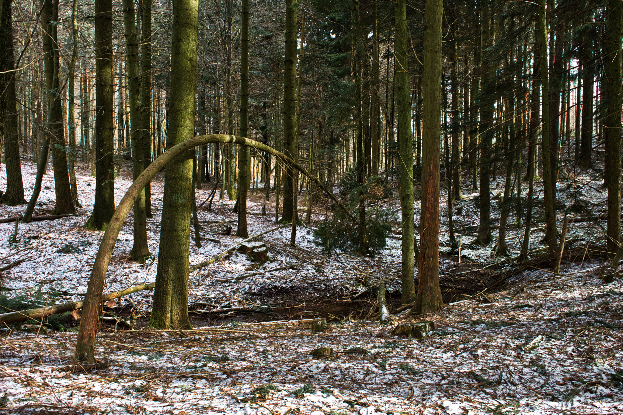 Nikon D7200 sample photo. Arch bridge for squirrels photography