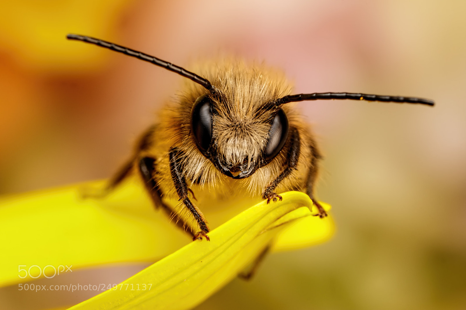 Canon EOS 80D sample photo. Red mason bee iv photography