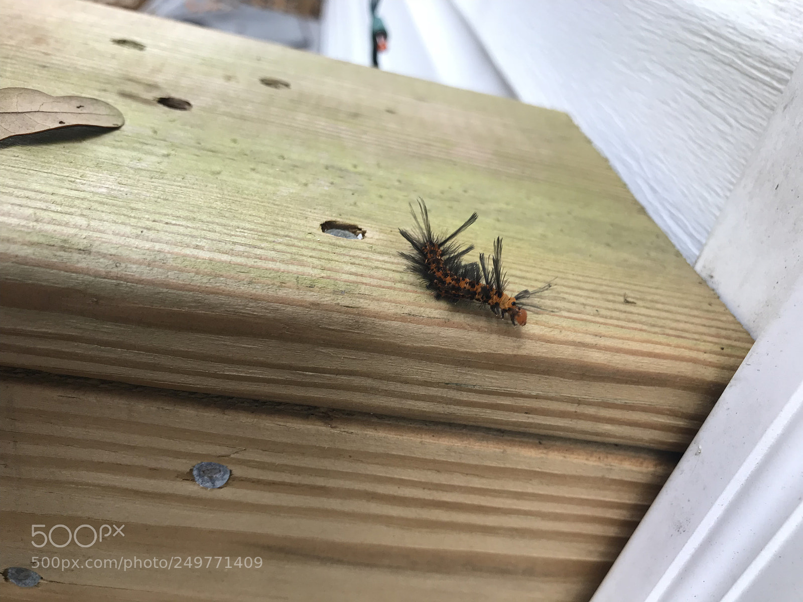 Apple iPhone 7 Plus sample photo. Caterpillar ? photography