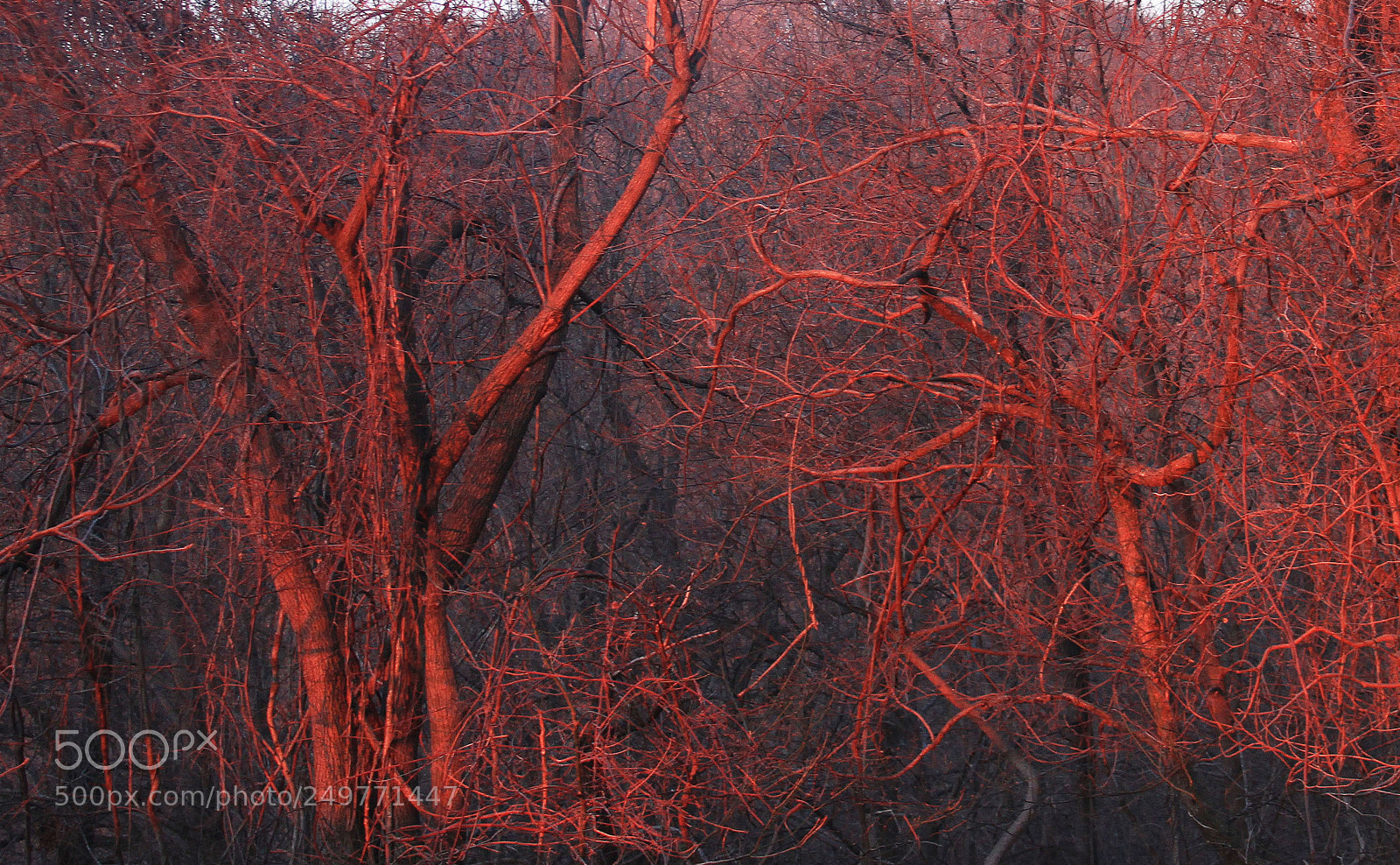 Canon EOS 7D sample photo. Forest blood vessels photography