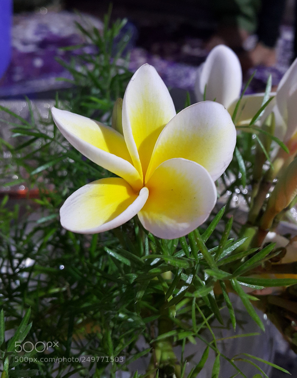 Samsung Galaxy Note4 sample photo. White and yellow photography