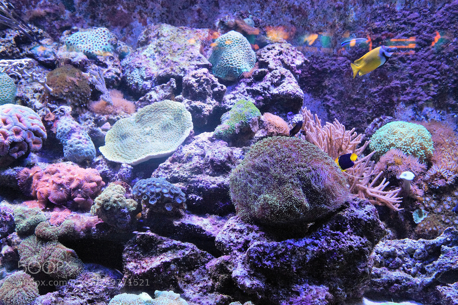 Sony SLT-A58 sample photo. Aquatic life photography