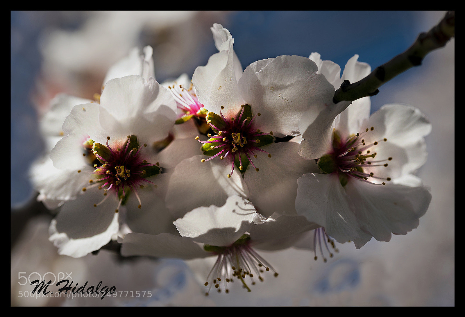 Nikon D700 sample photo. La primavera photography