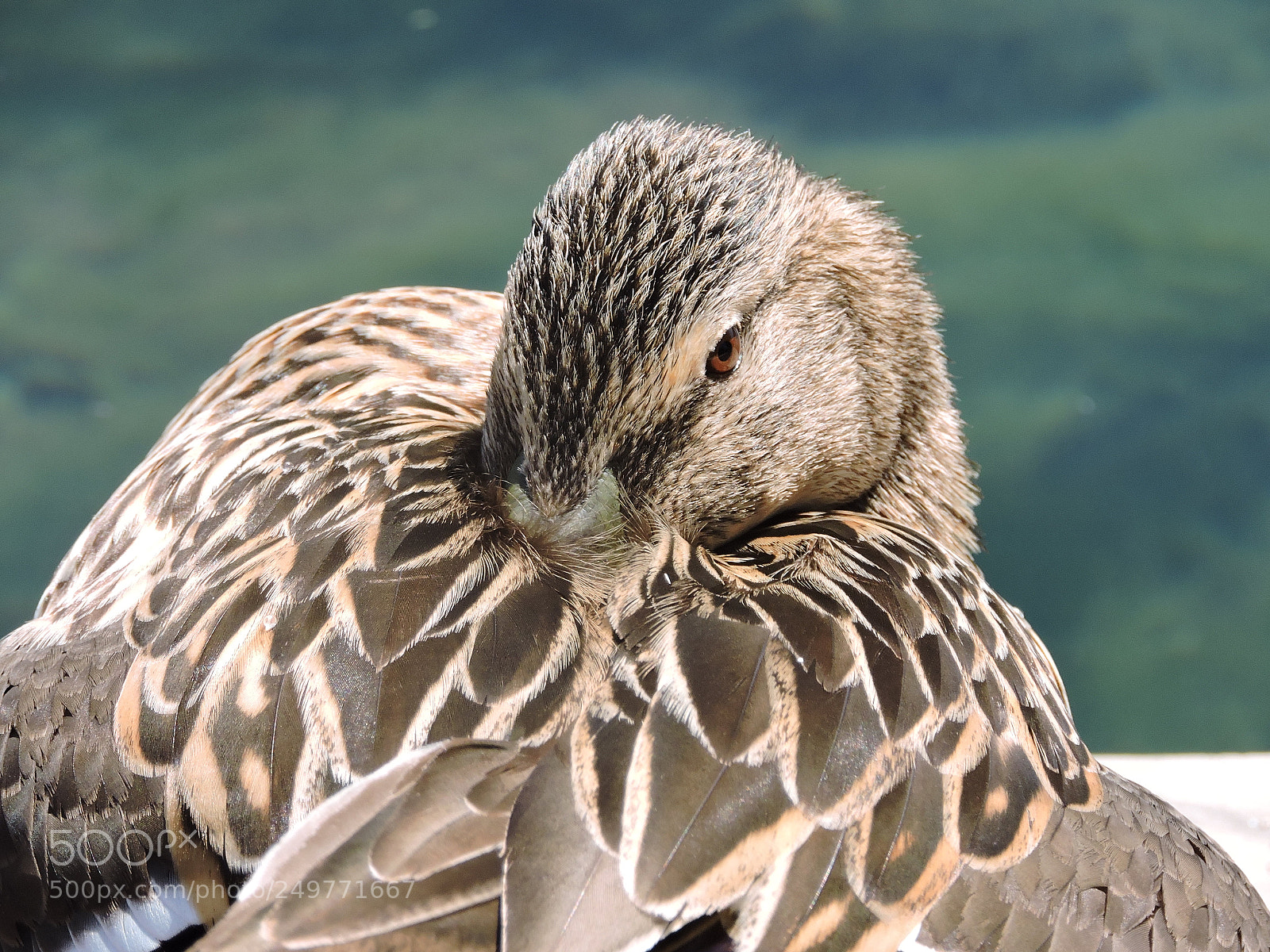 Nikon Coolpix P530 sample photo. Duck photography