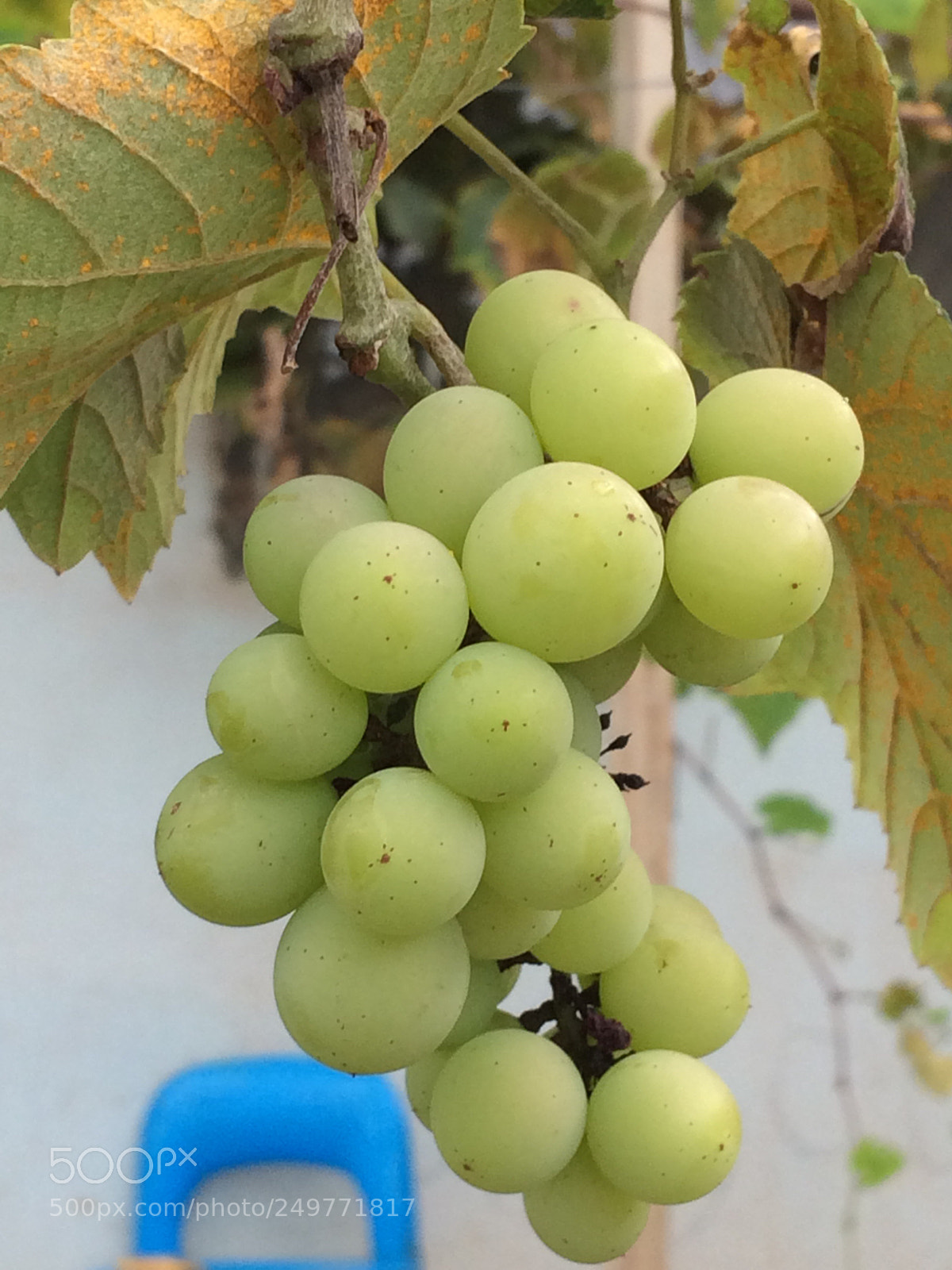 Apple iPhone 5s sample photo. Untitled photography