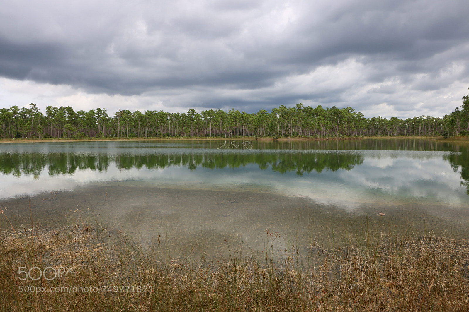 Canon EOS 750D (EOS Rebel T6i / EOS Kiss X8i) sample photo. Everglades photography