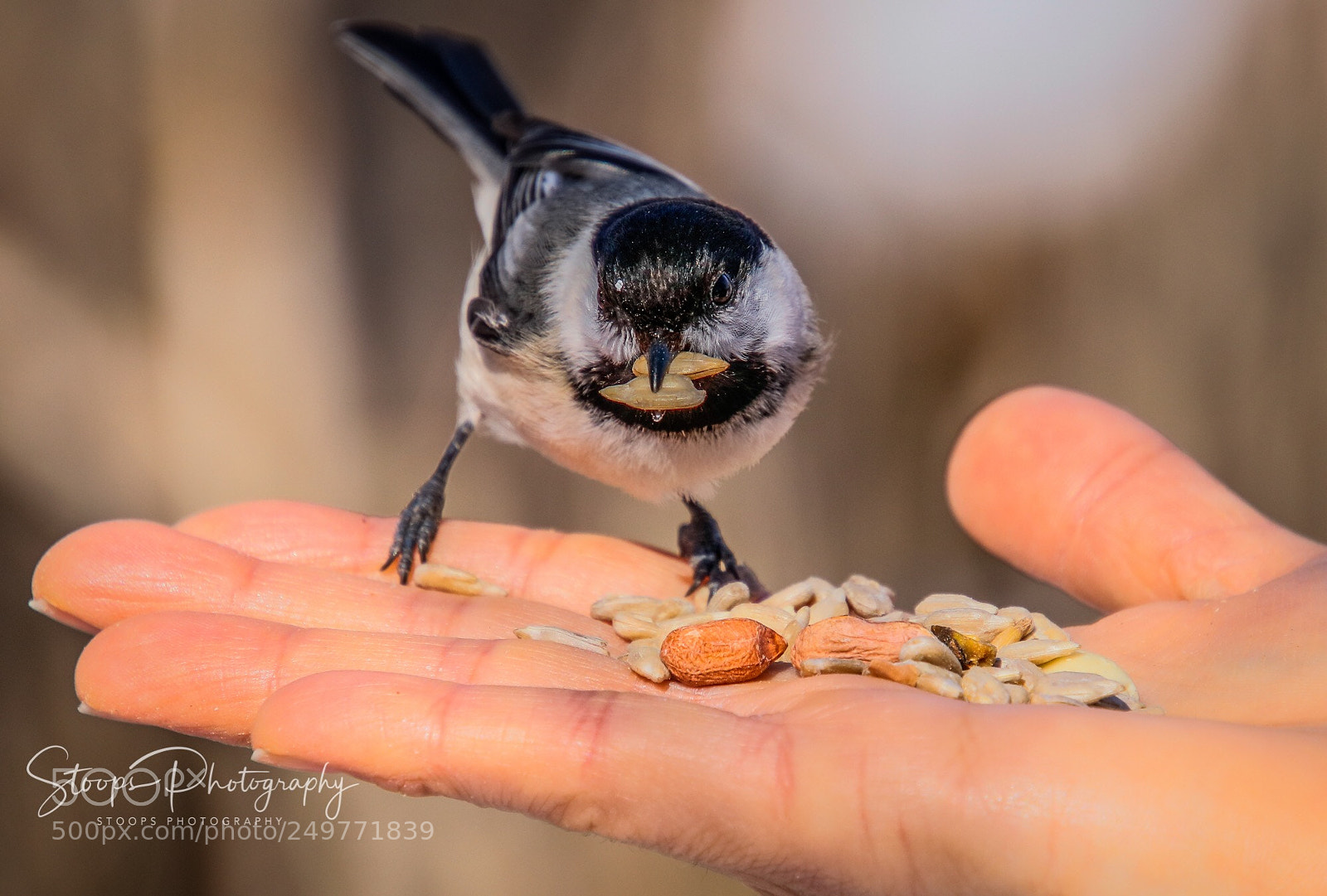 Canon EOS 80D sample photo. Chickadee on deck photography
