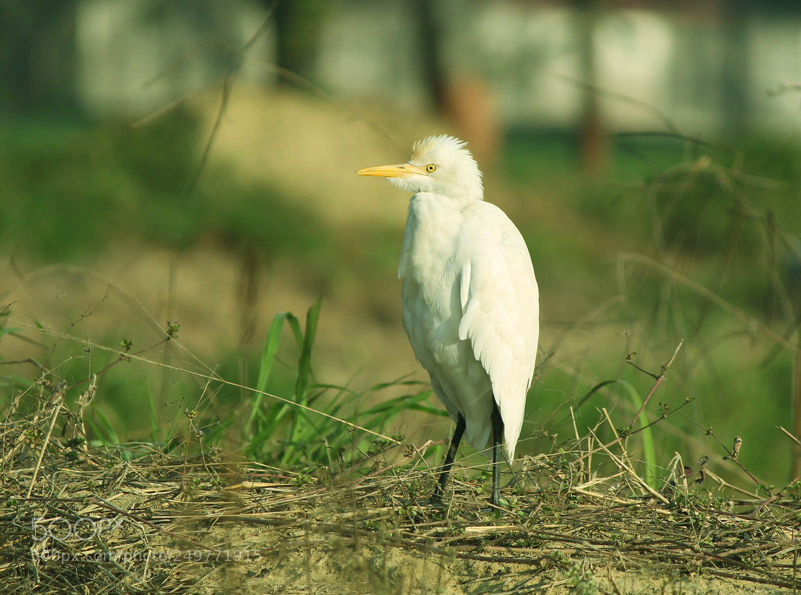 Canon EF-S 55-250mm F4-5.6 IS II sample photo. Cattle egret photography