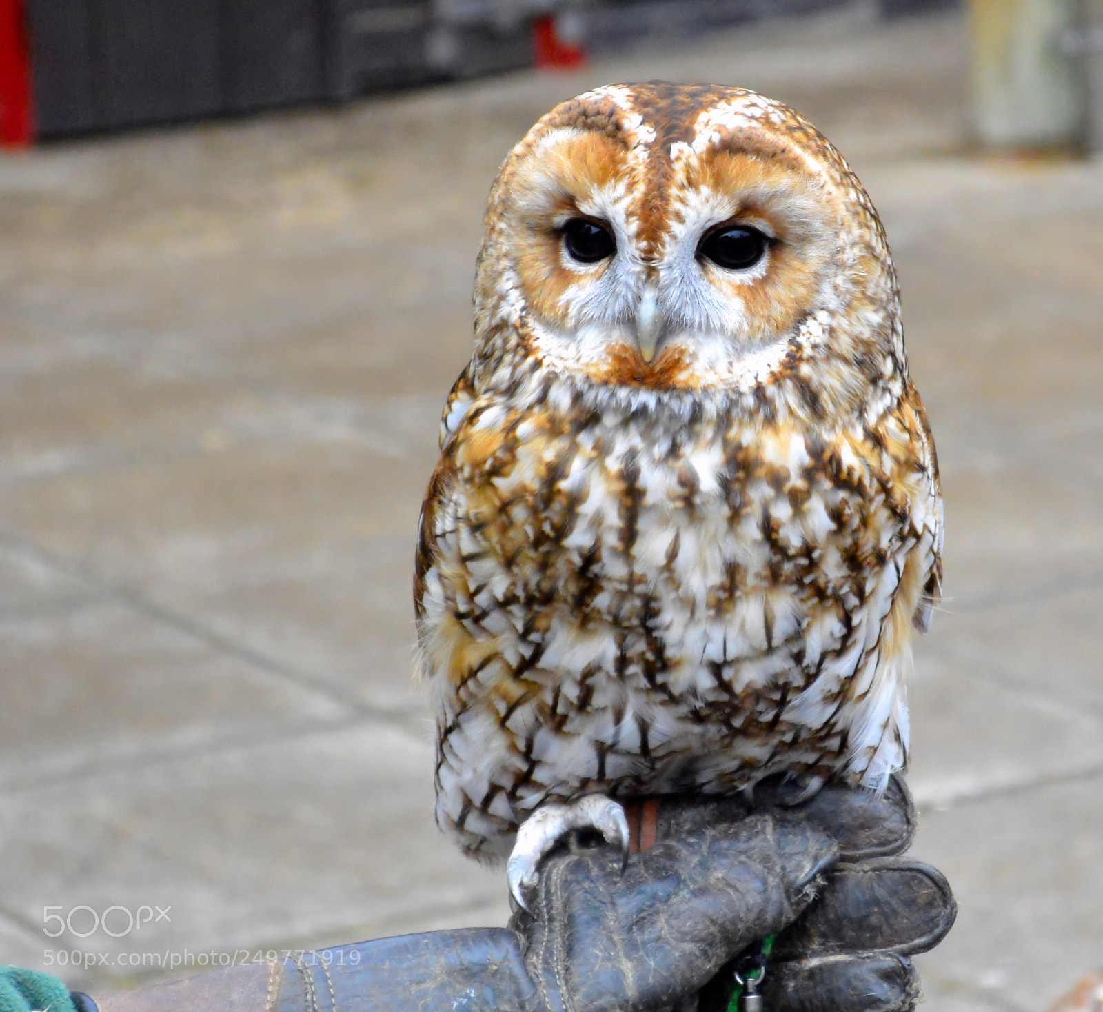 Nikon D3200 sample photo. Tawny owl photography
