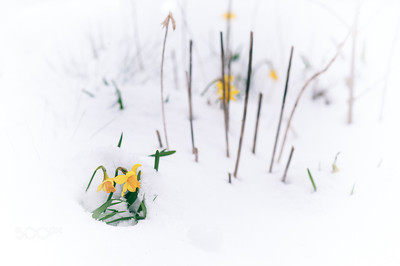 Nikon D700 sample photo. Spring fighting back photography