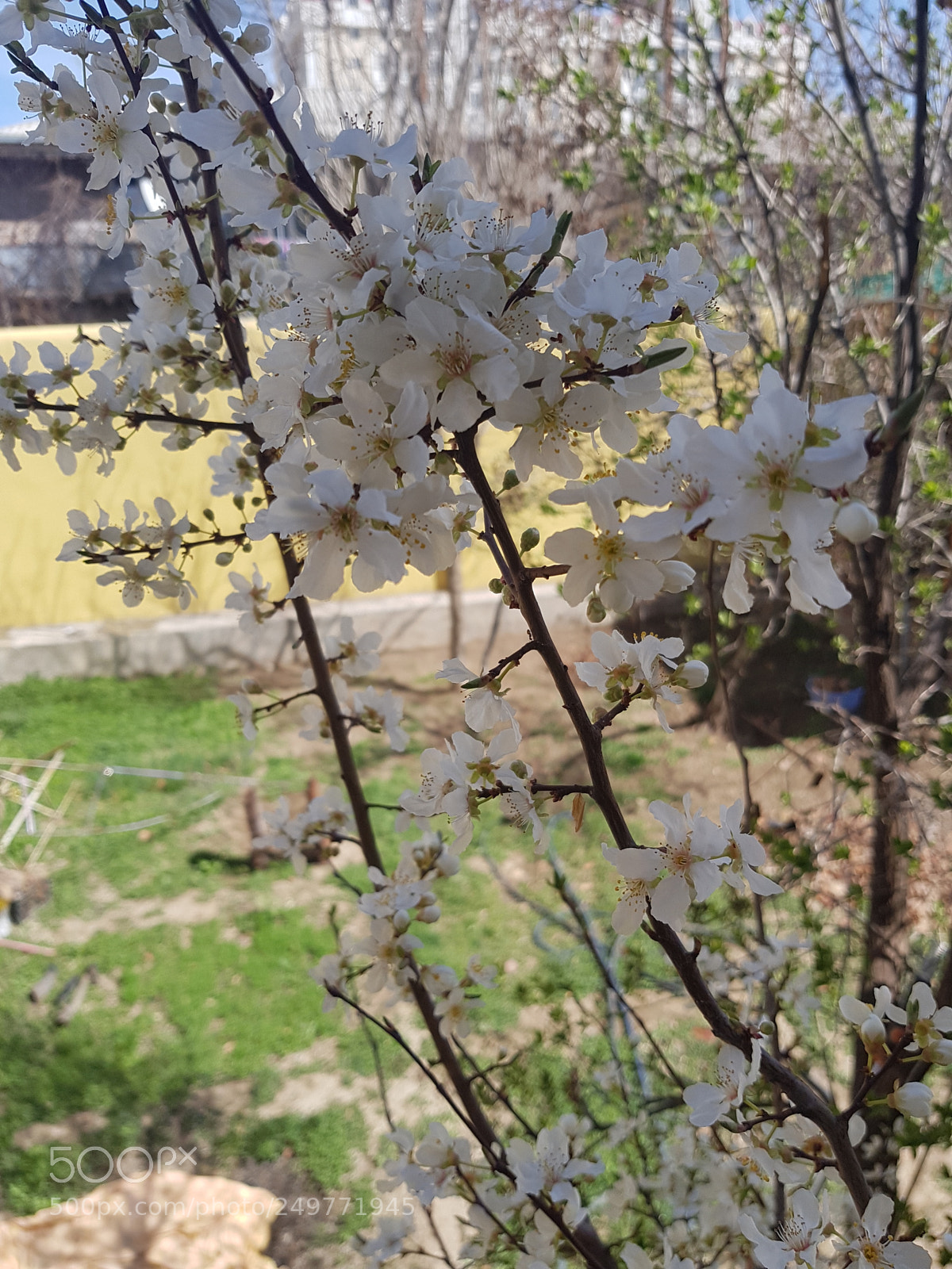 Samsung Galaxy S7 Edge sample photo. Spring photography