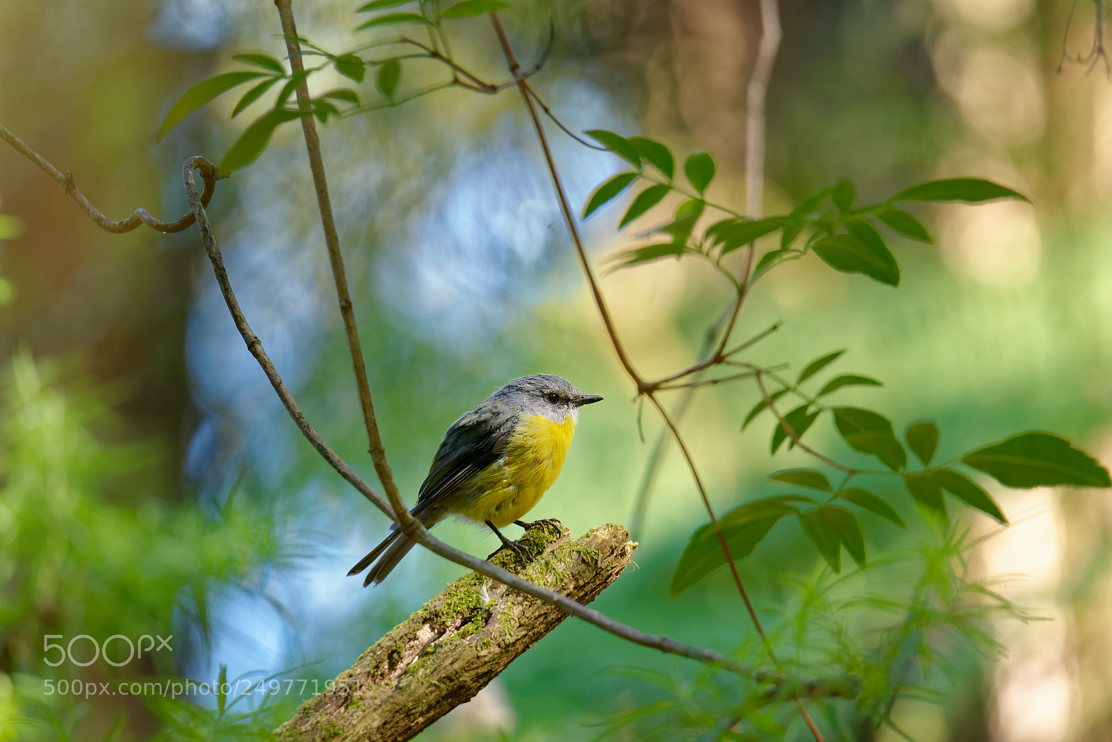 Nikon D800E sample photo. Yellow robin eopsaltria australis photography