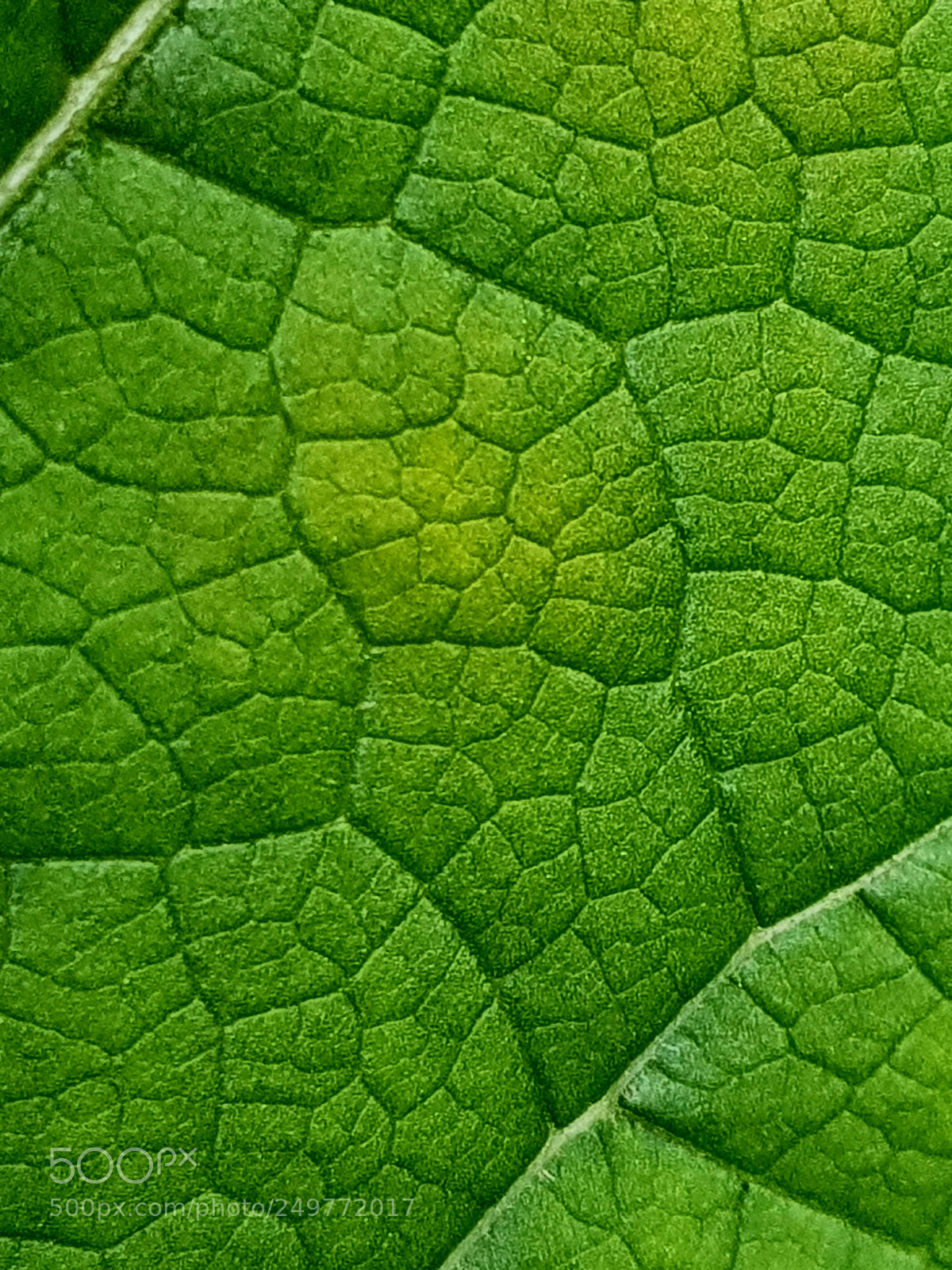 Samsung Galaxy S8+ sample photo. Green leaf photography