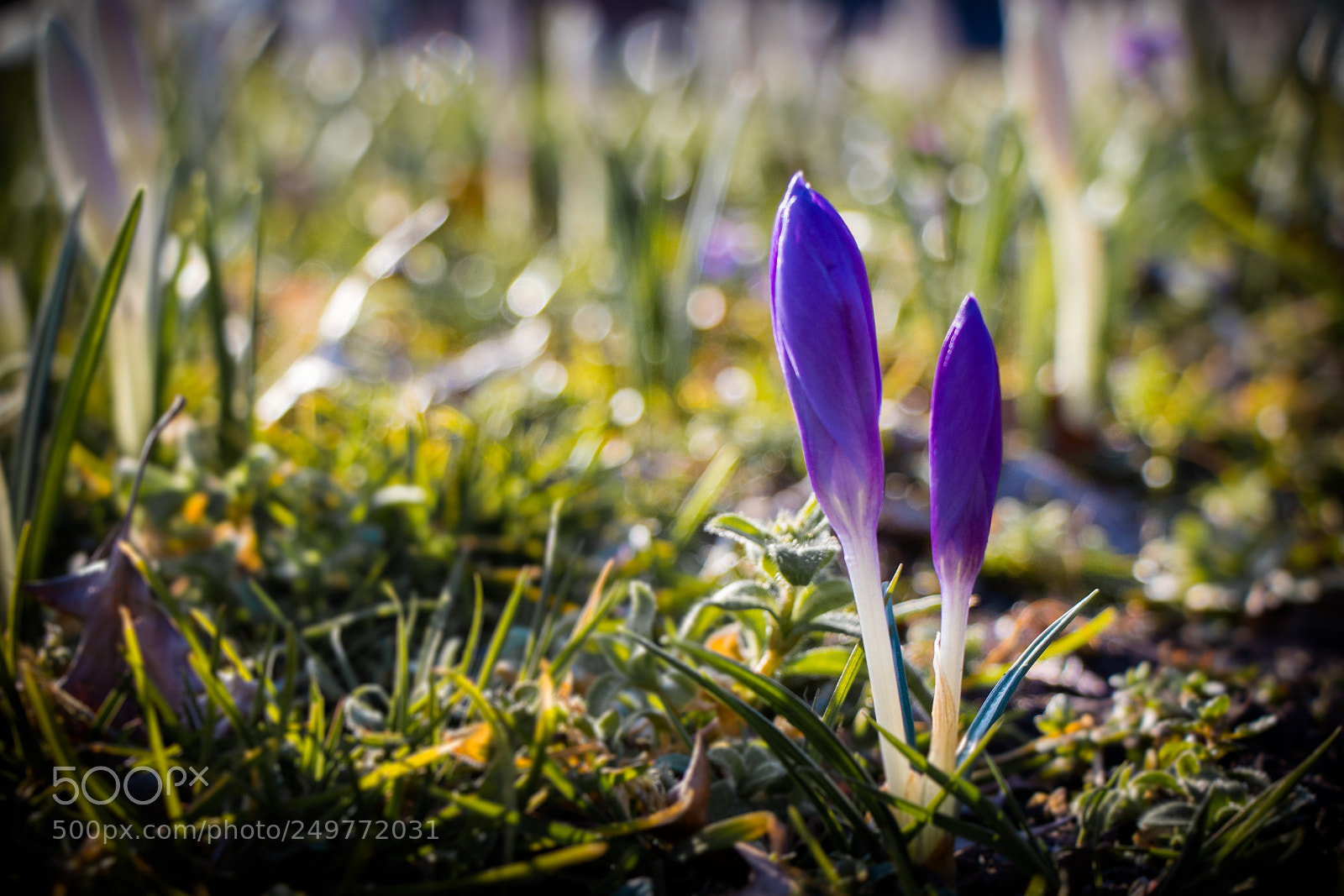 Canon EOS 77D (EOS 9000D / EOS 770D) sample photo. Spring photography