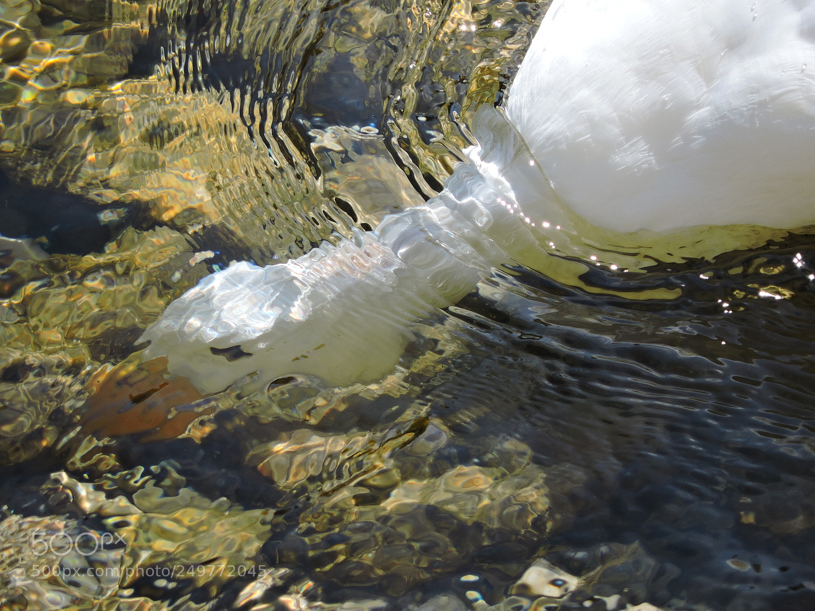Nikon Coolpix P530 sample photo. Duck diving photography