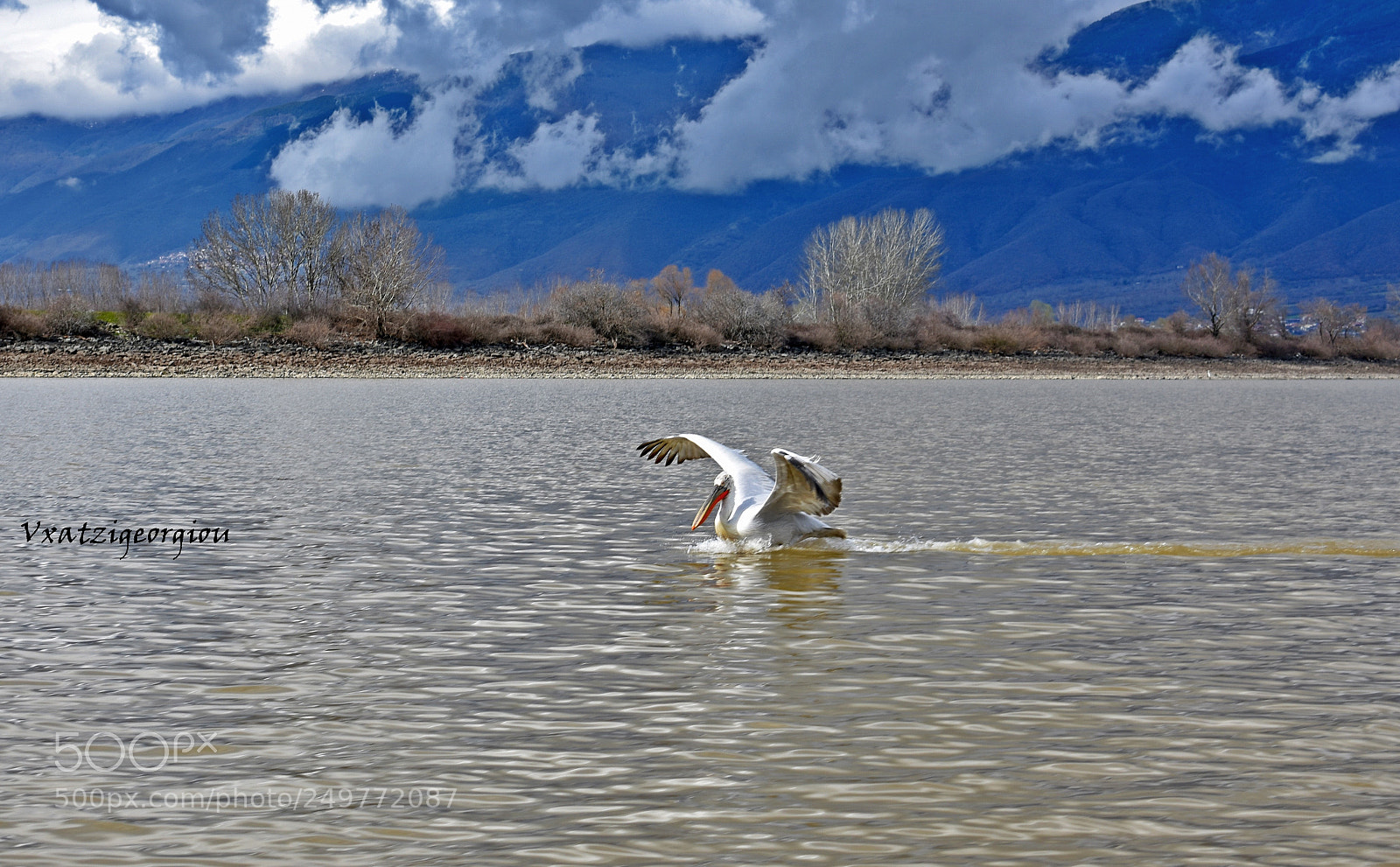 Nikon D3400 sample photo. Pelican photography