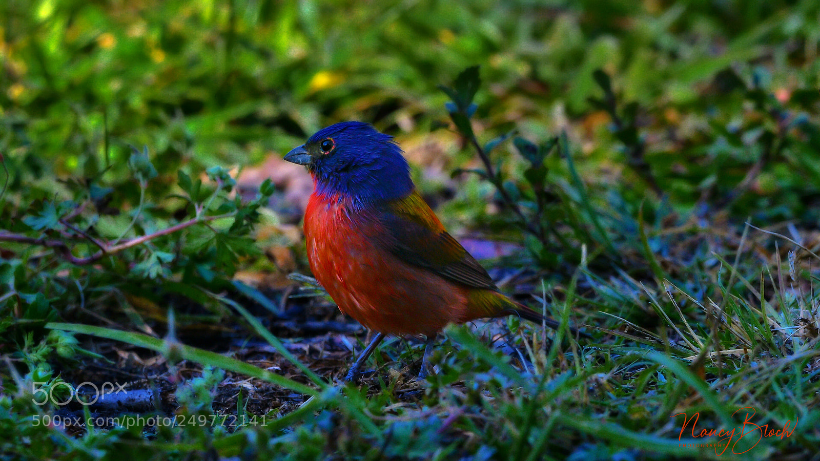 Nikon D500 sample photo. Painted bunting photography