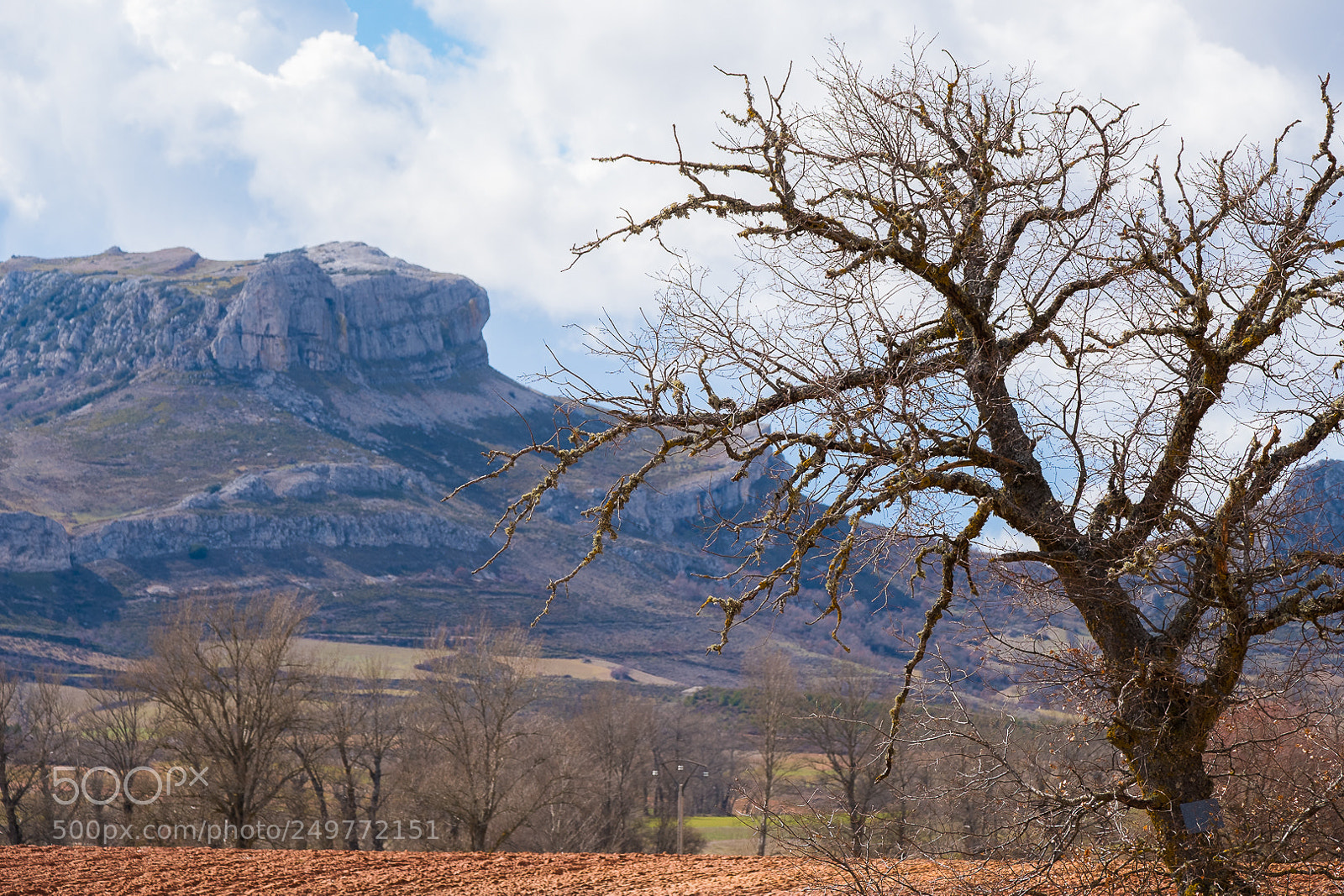 Fujifilm X-T2 sample photo. Old tree photography
