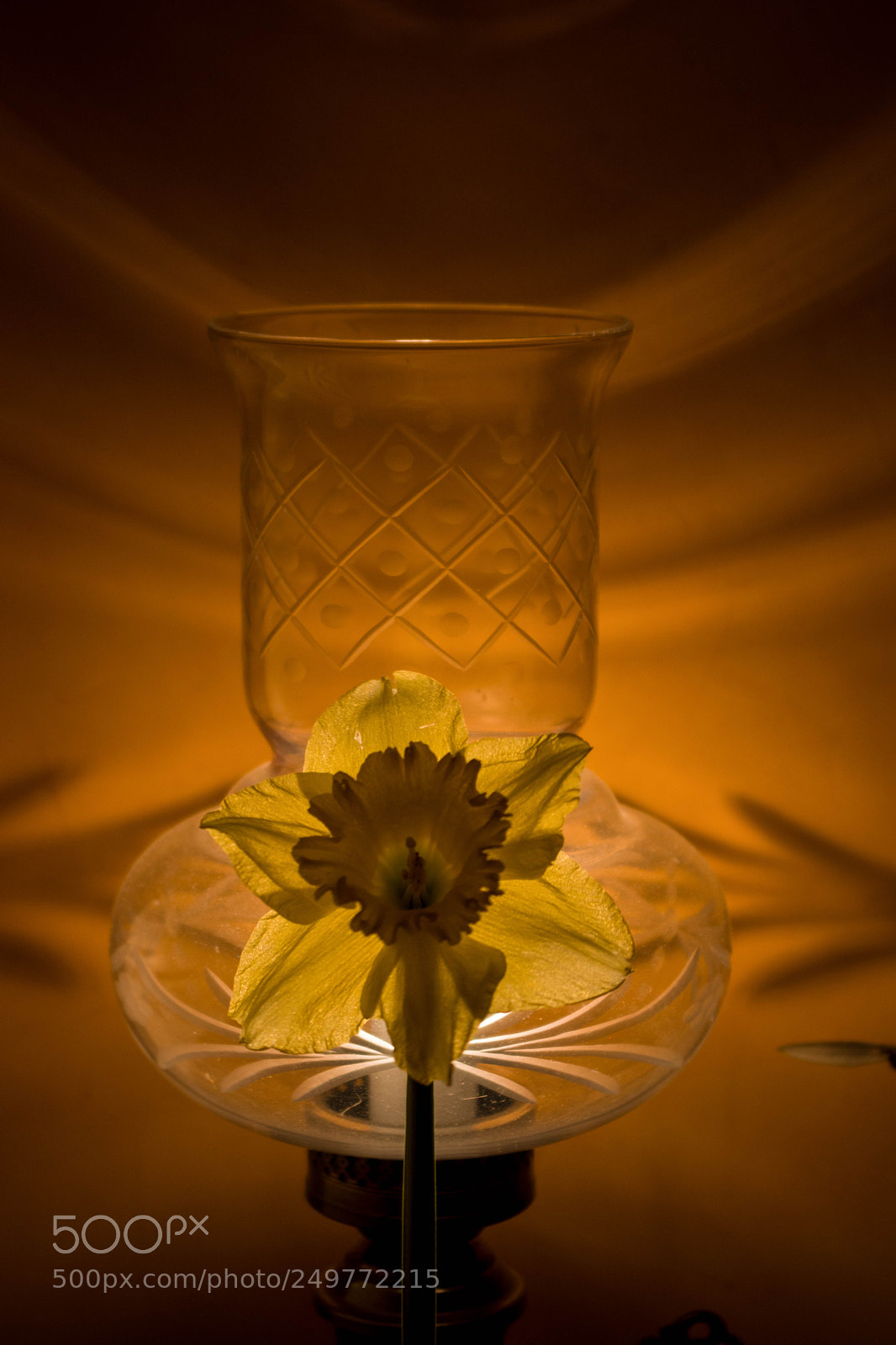 Canon EOS 80D sample photo. Light flower photography