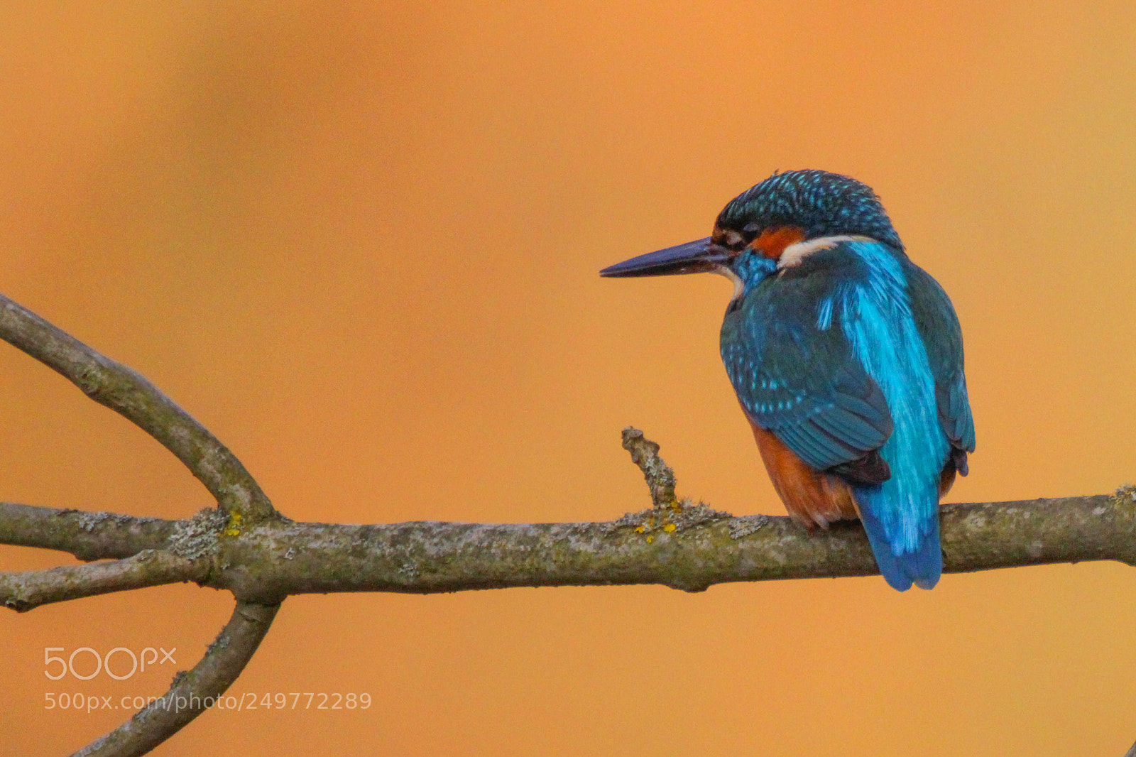 Canon EOS 700D (EOS Rebel T5i / EOS Kiss X7i) sample photo. Common kingfisher photography