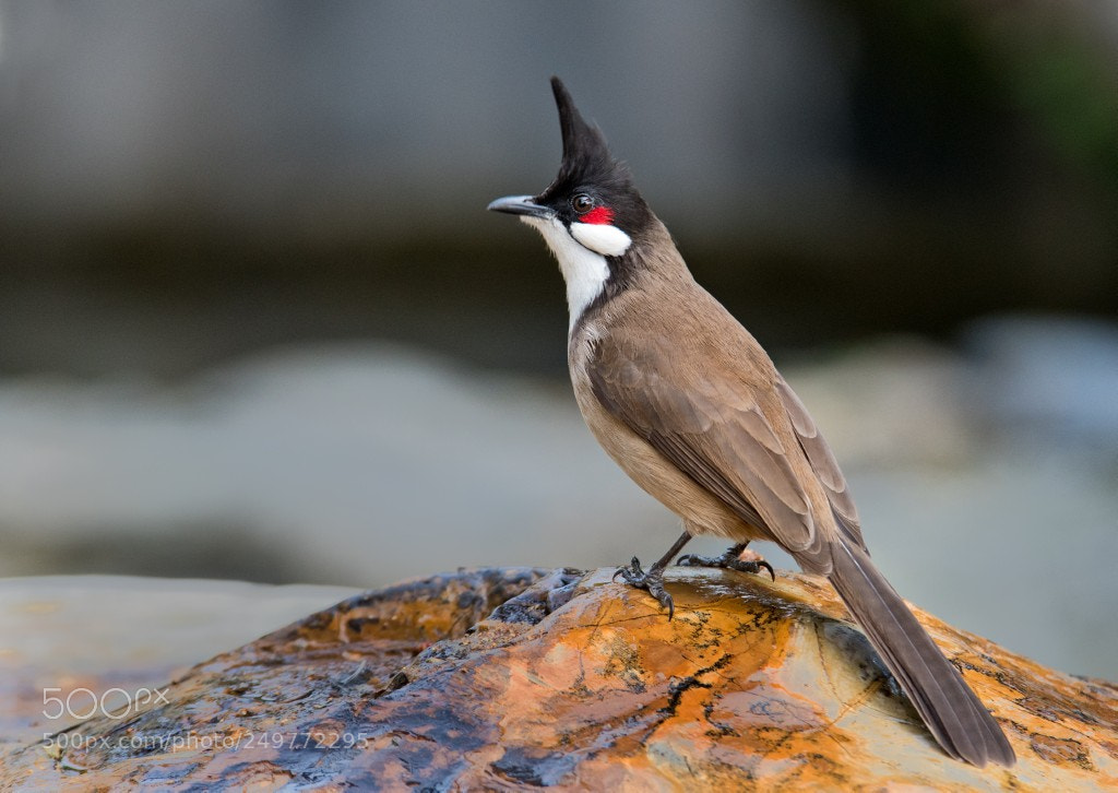 Nikon D500 sample photo. Red-whiskered bulbul photography