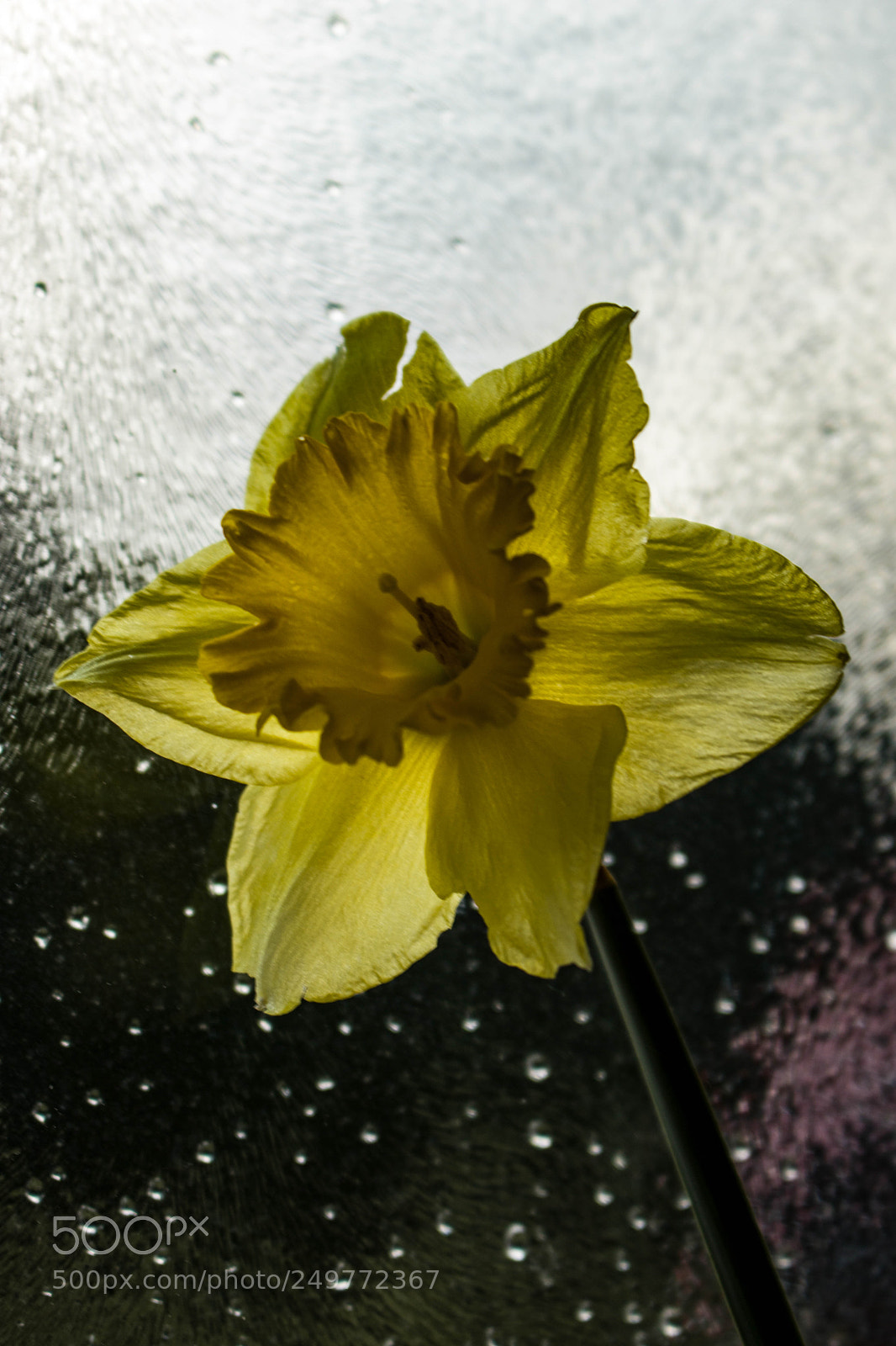 Canon EOS 80D sample photo. Natural flower photography