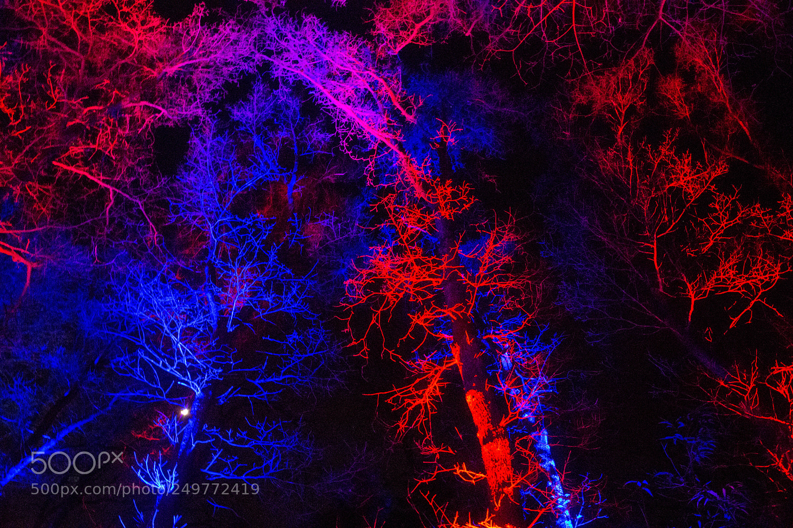Nikon D7200 sample photo. Lungs of life photography