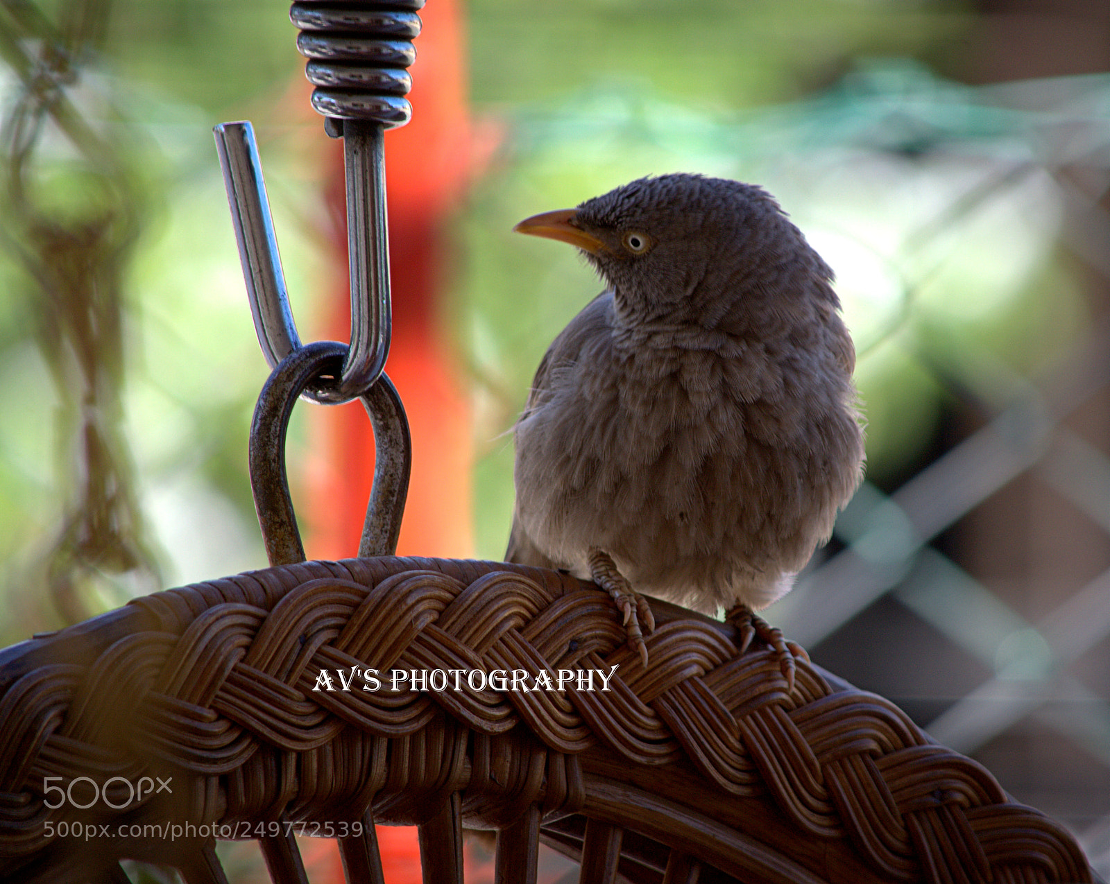 Nikon D3100 sample photo. Maina photography
