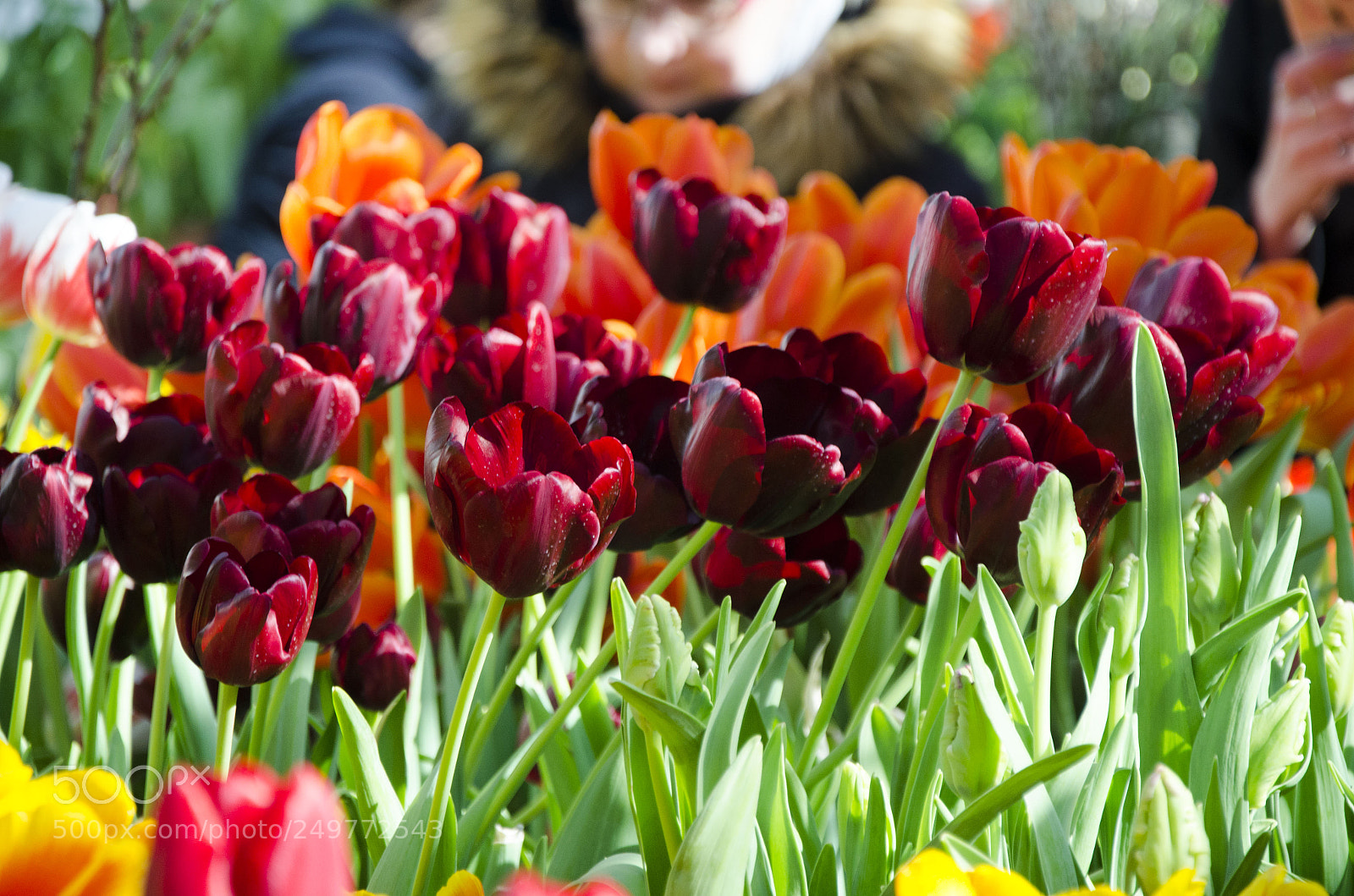 Nikon D7000 sample photo. Spring time photography