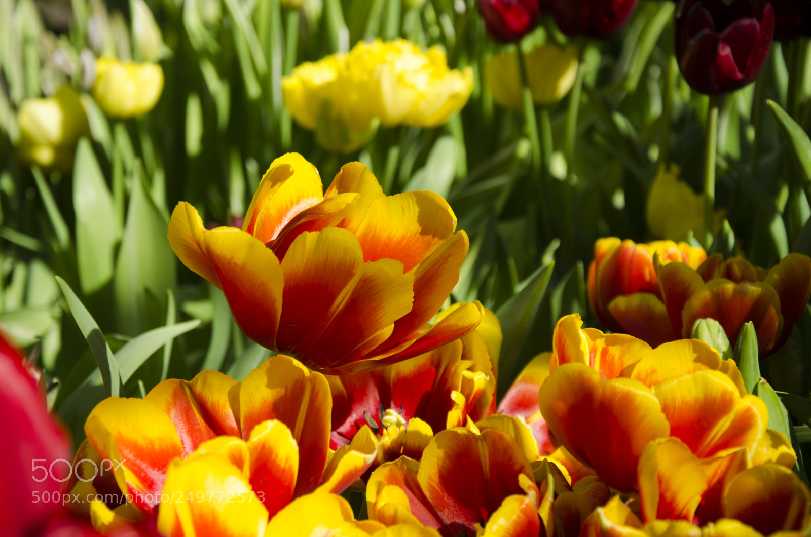 Nikon D7000 sample photo. Spring time photography