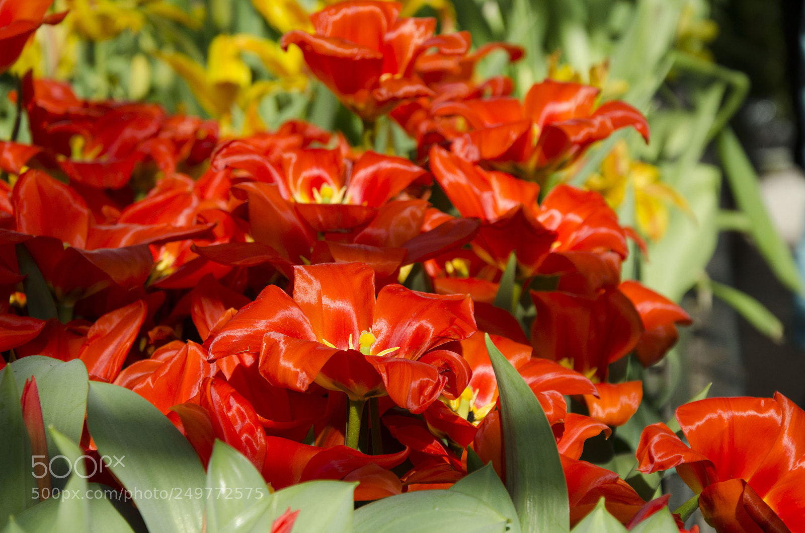 Nikon D7000 sample photo. Spring time photography