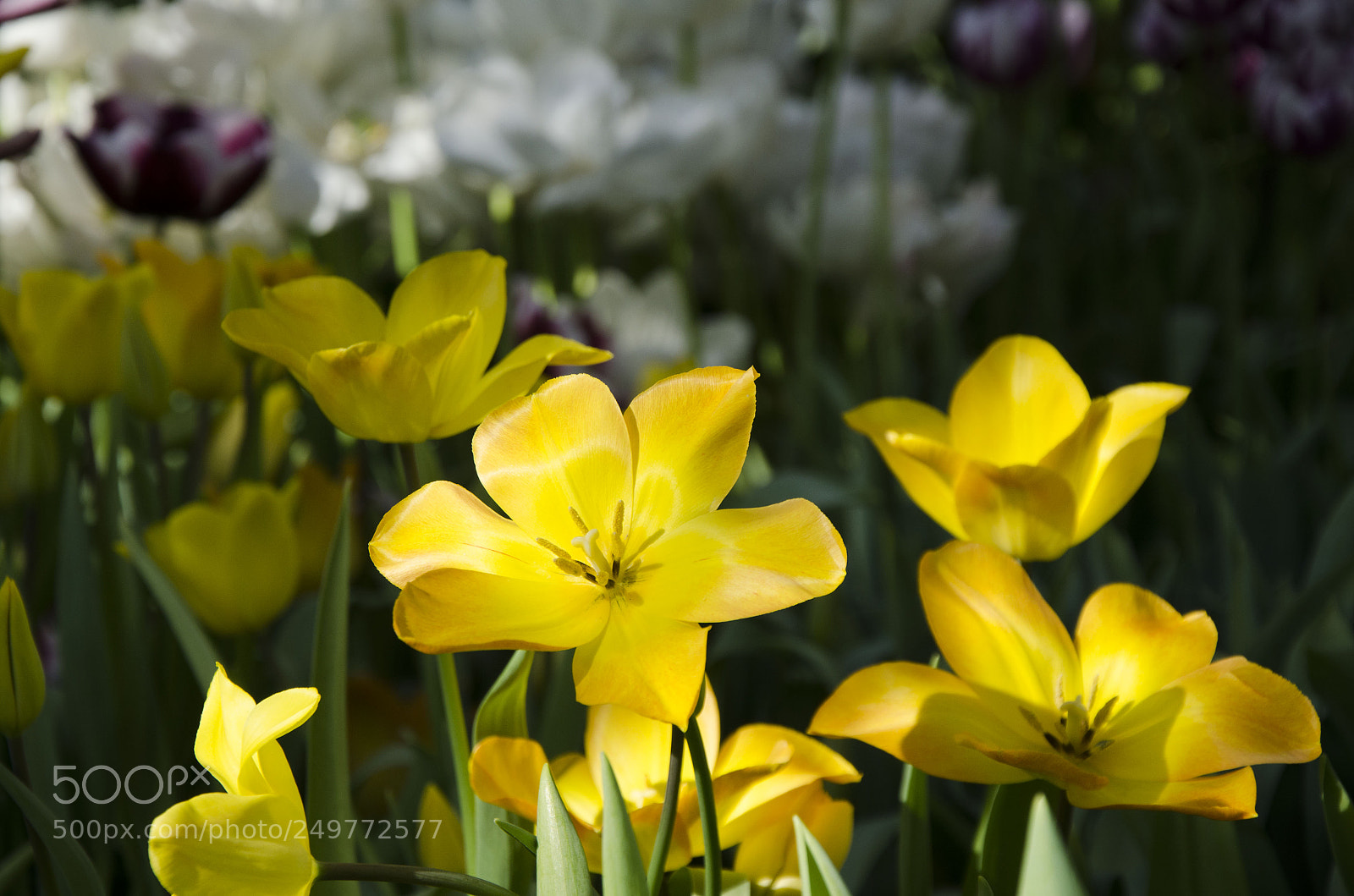 Nikon D7000 sample photo. Spring time photography