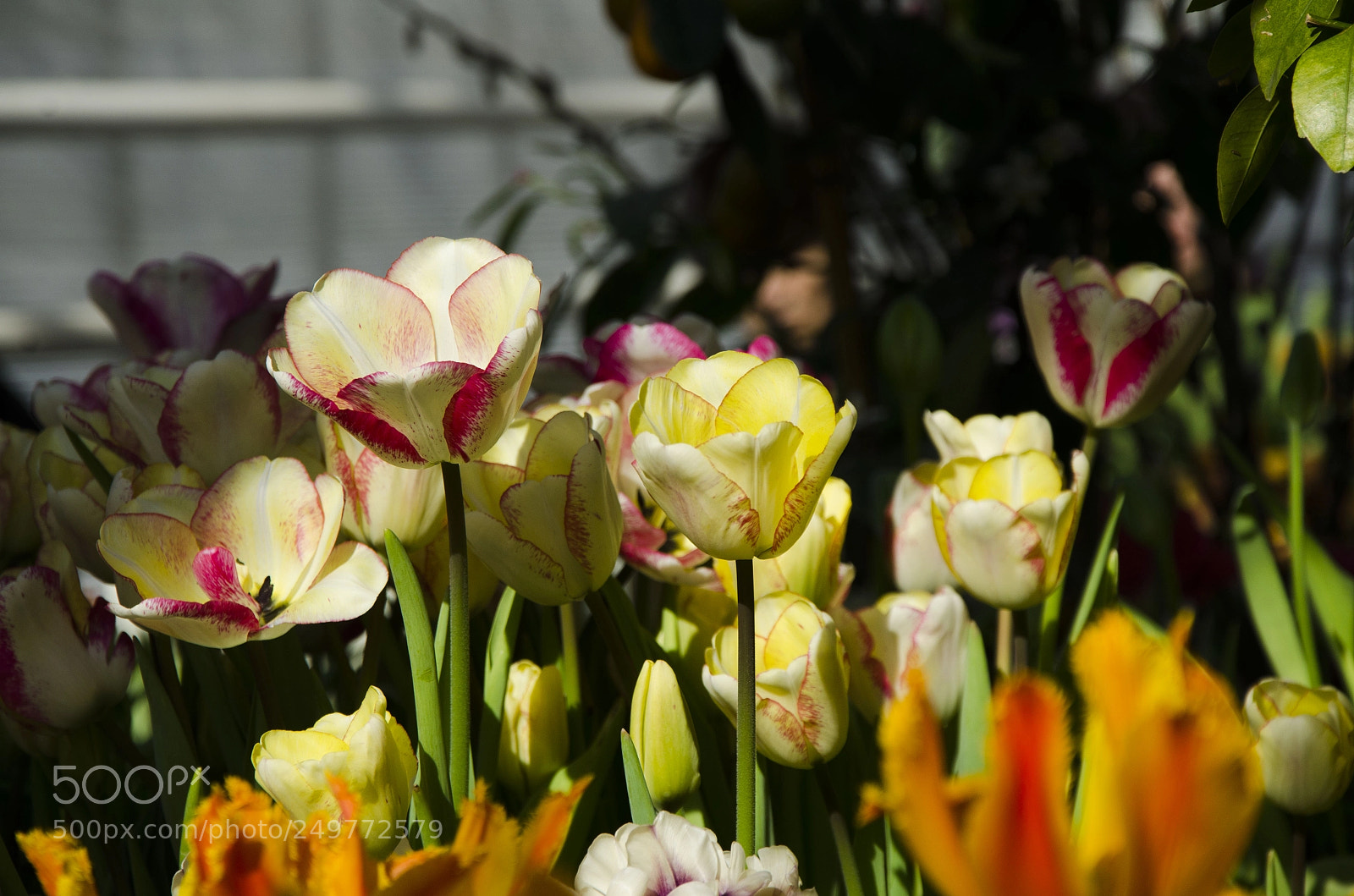Nikon D7000 sample photo. Spring time photography