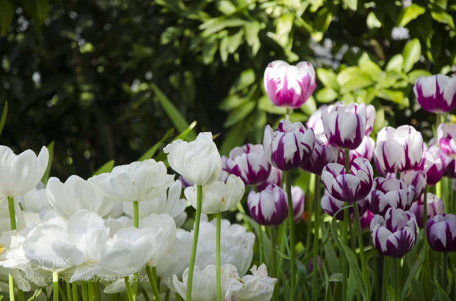 Nikon D7000 sample photo. Spring time photography