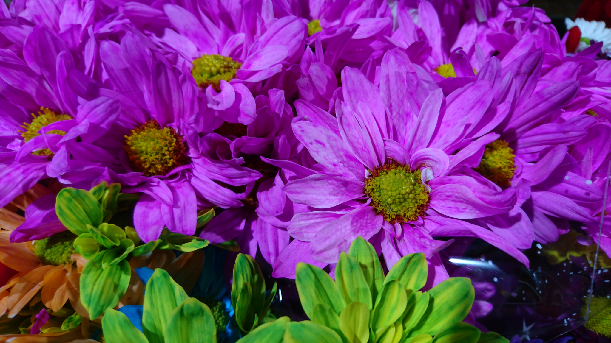 Sony Xperia Z5 sample photo