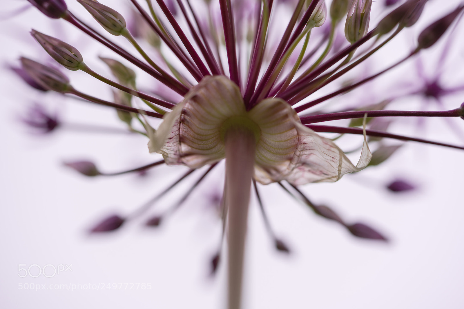Sony a7R II sample photo. Looking up photography