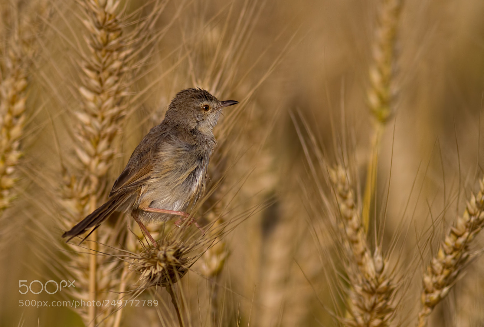 Canon EOS 7D sample photo. Plain prinia... photography