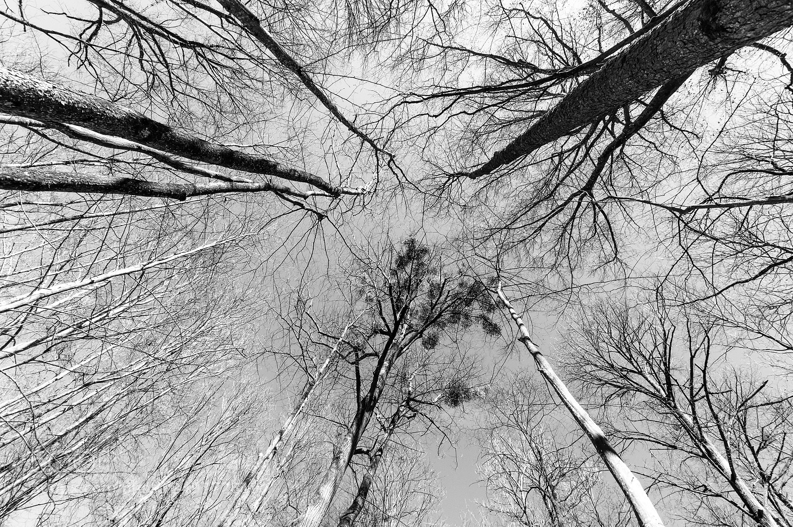Nikon D90 sample photo. Bäume photography