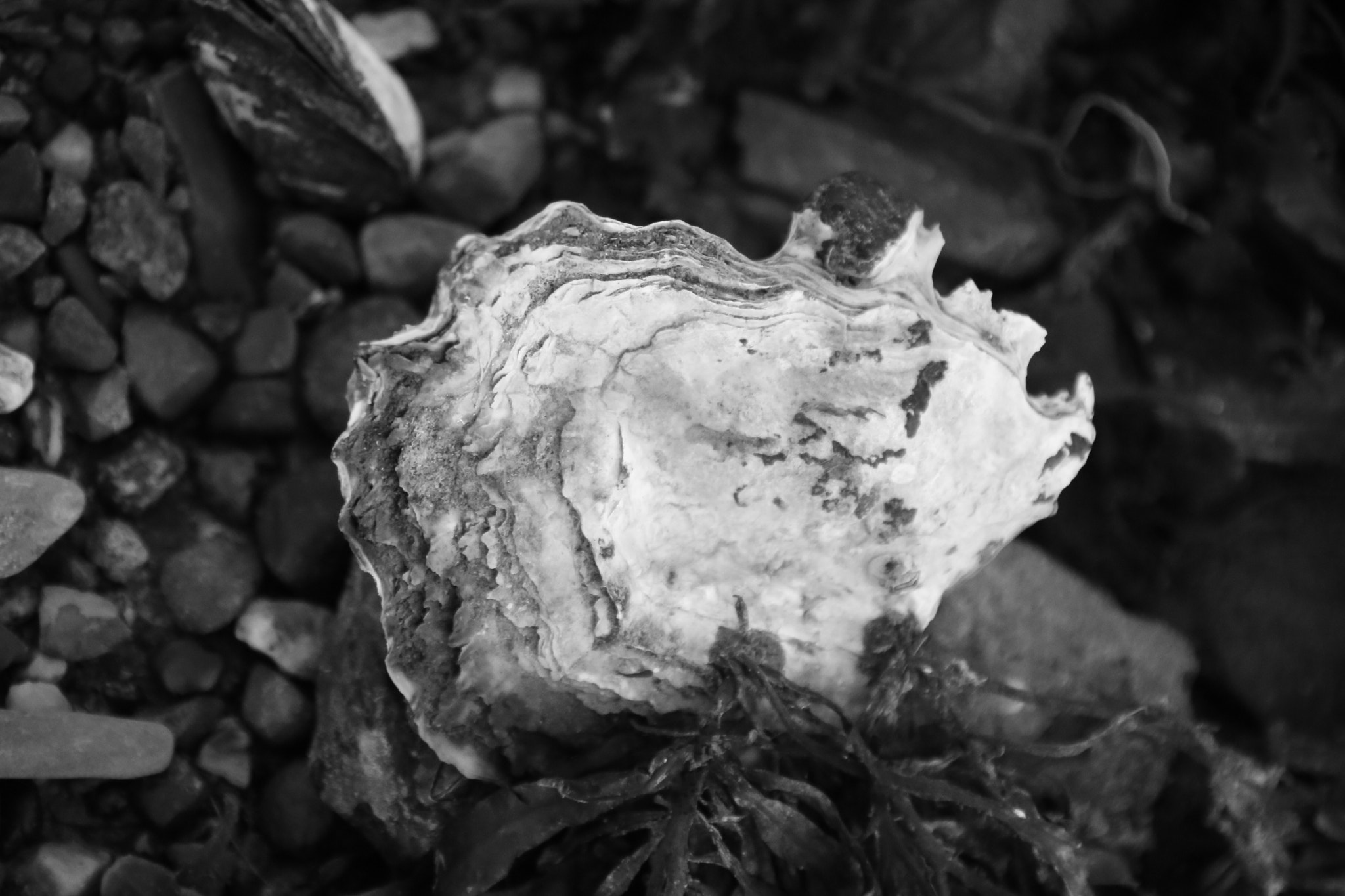 Canon EOS 6D + Tamron AF 28-300mm F3.5-6.3 XR Di VC LD Aspherical (IF) Macro sample photo. Winter oyster photography